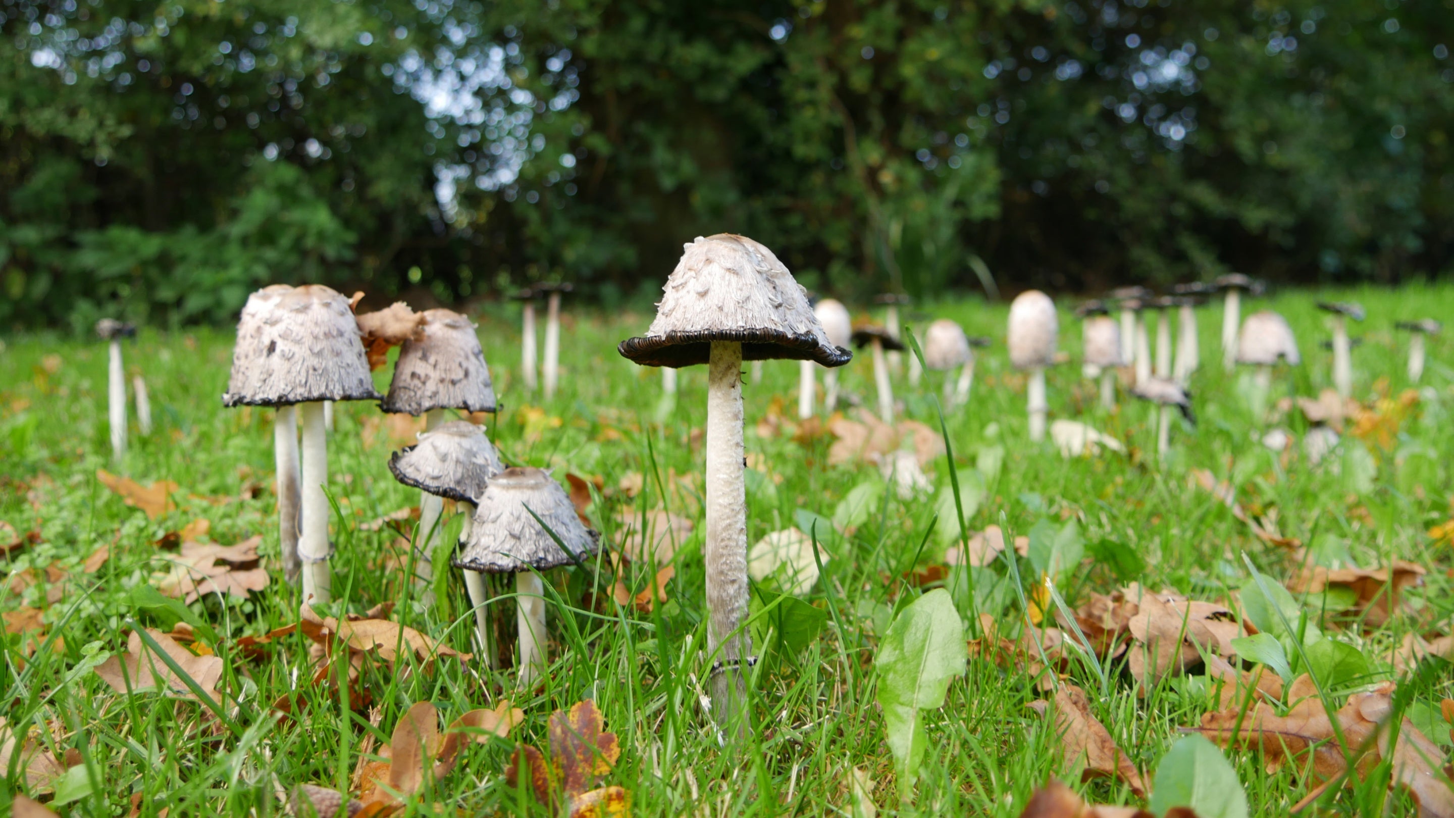 Close-up image of several shaggy ink cap fungi growing out of the grass at Harewoods, surrounded by crispy autumnal leaves and trees in the background.