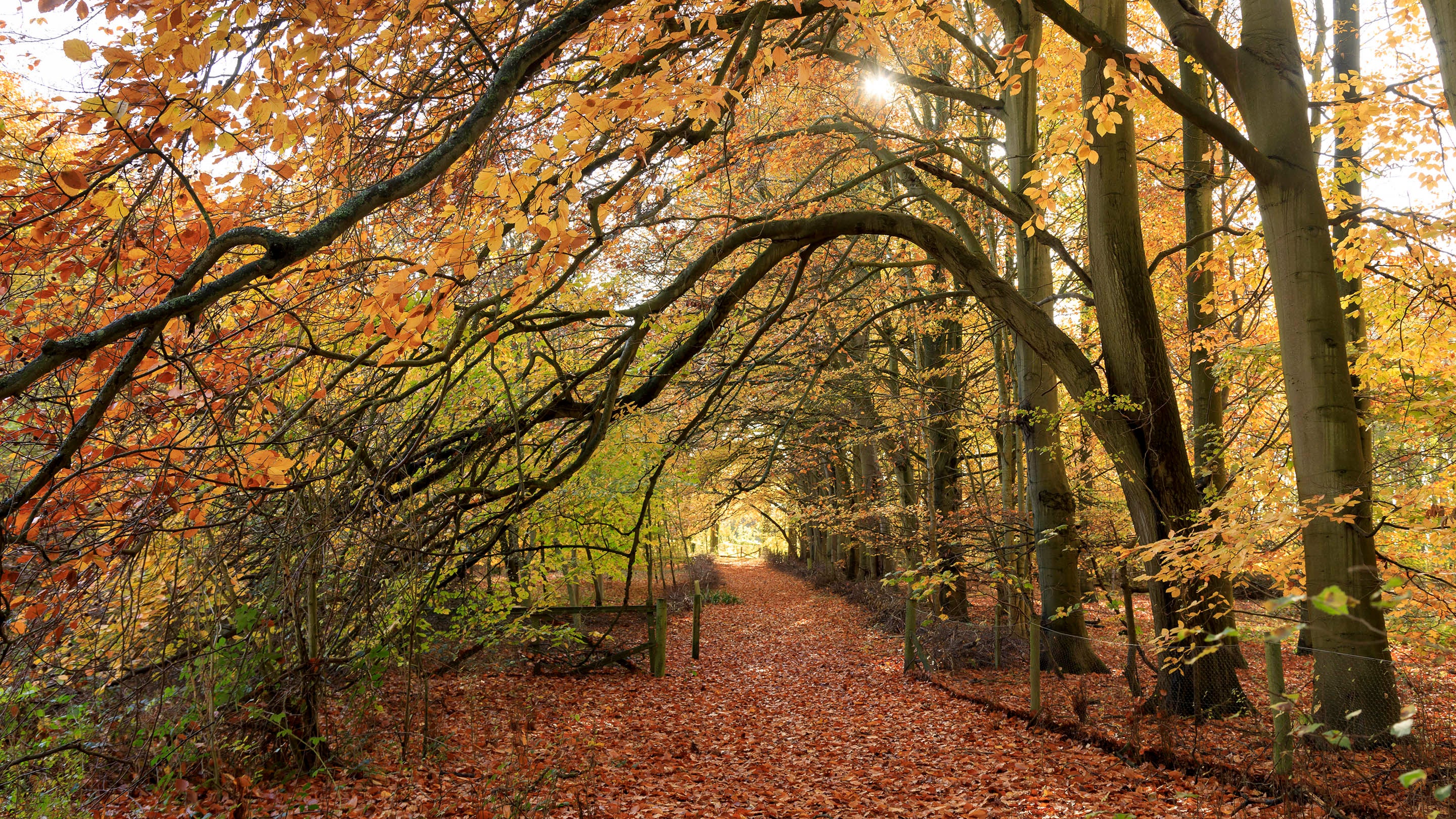 Woodland on a bright November day at Hatchlands Park, Surrey