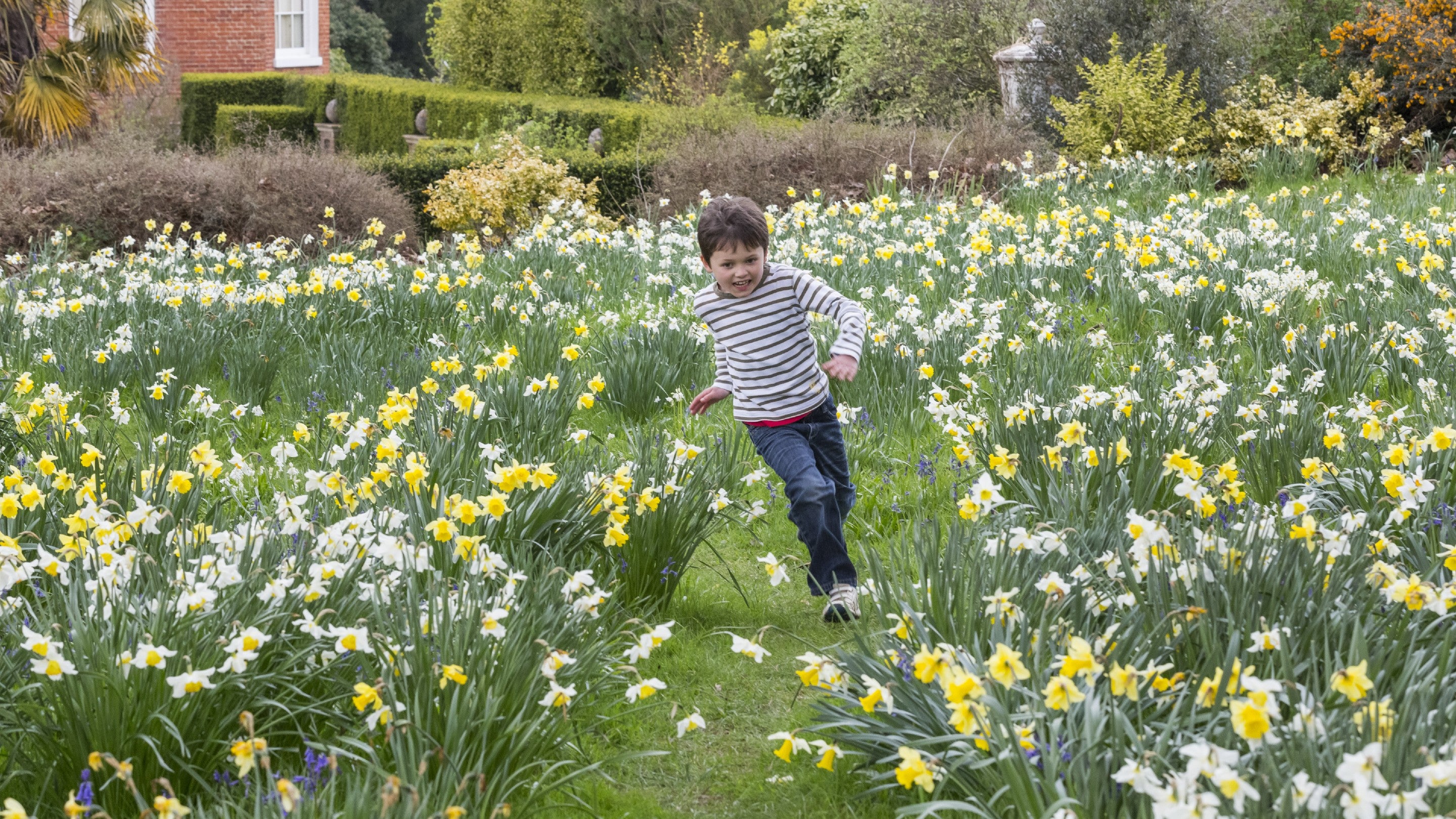 Young boy running along a grass path through a field of daffodils