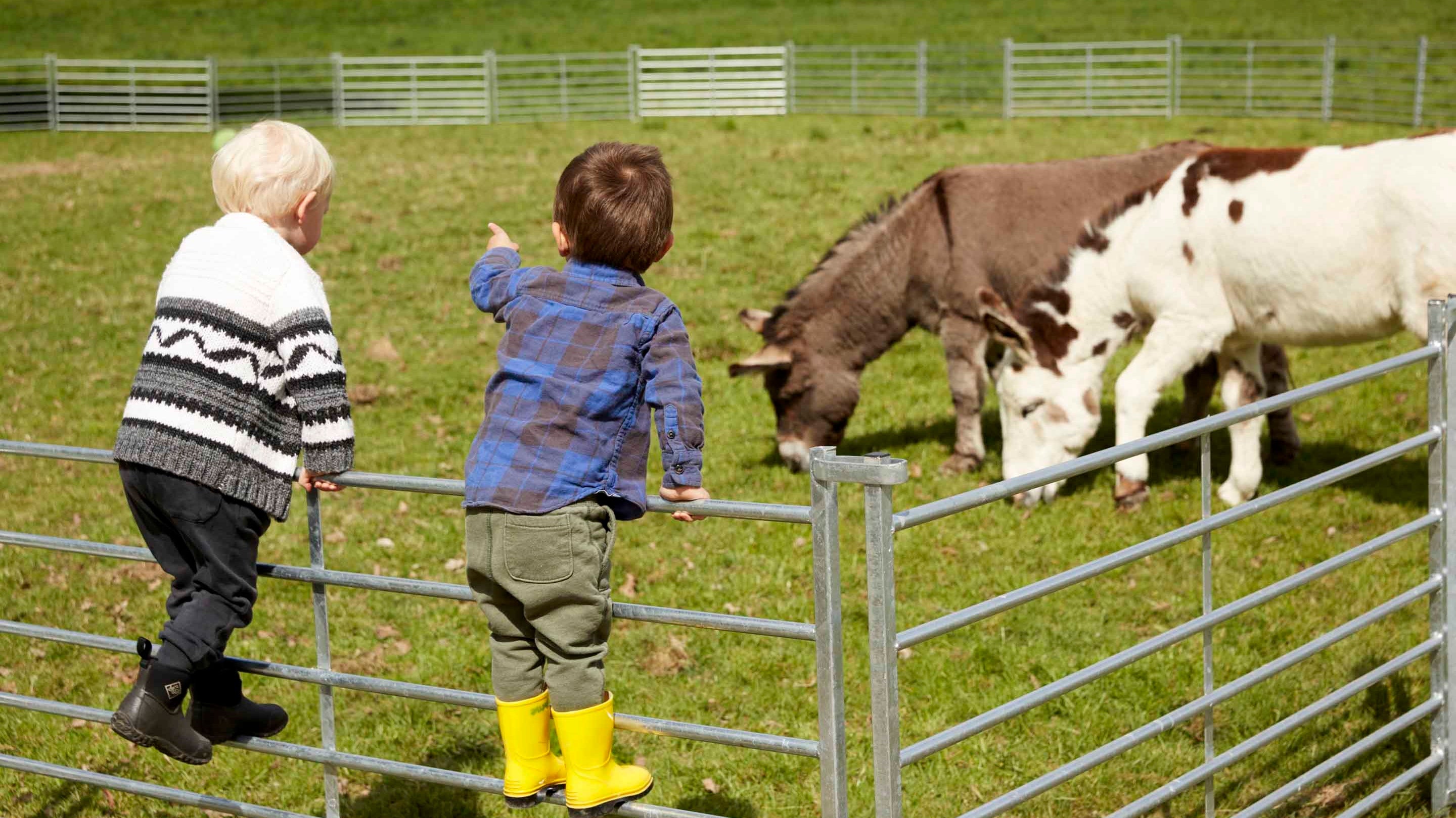 Two children standing on a fence watching resident donkeys, Callum and Morris, in their pen at Hatchlands Park, Surrey