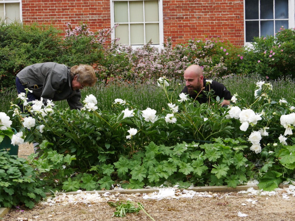 Two volunteers gardening in the Parterre at Hatchlands