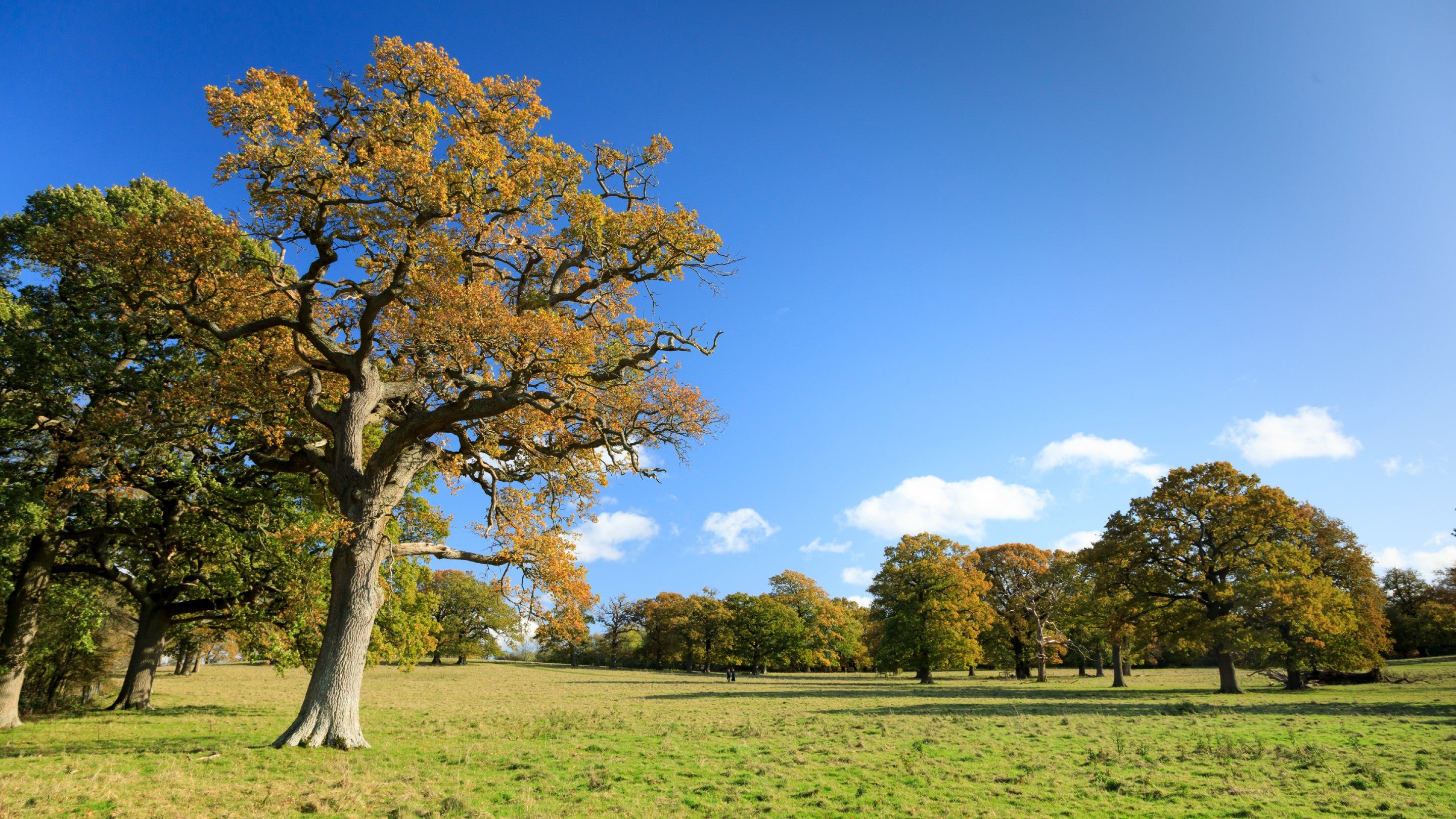 View of the parkland with blue sky and trees with orange and brown leaves in the foreground