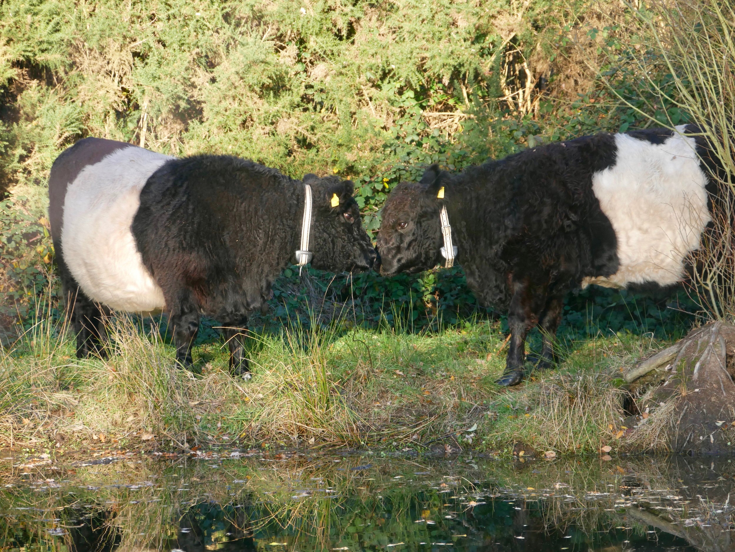 Two belted Galloway cows face each other at Headley Heath in Surrey