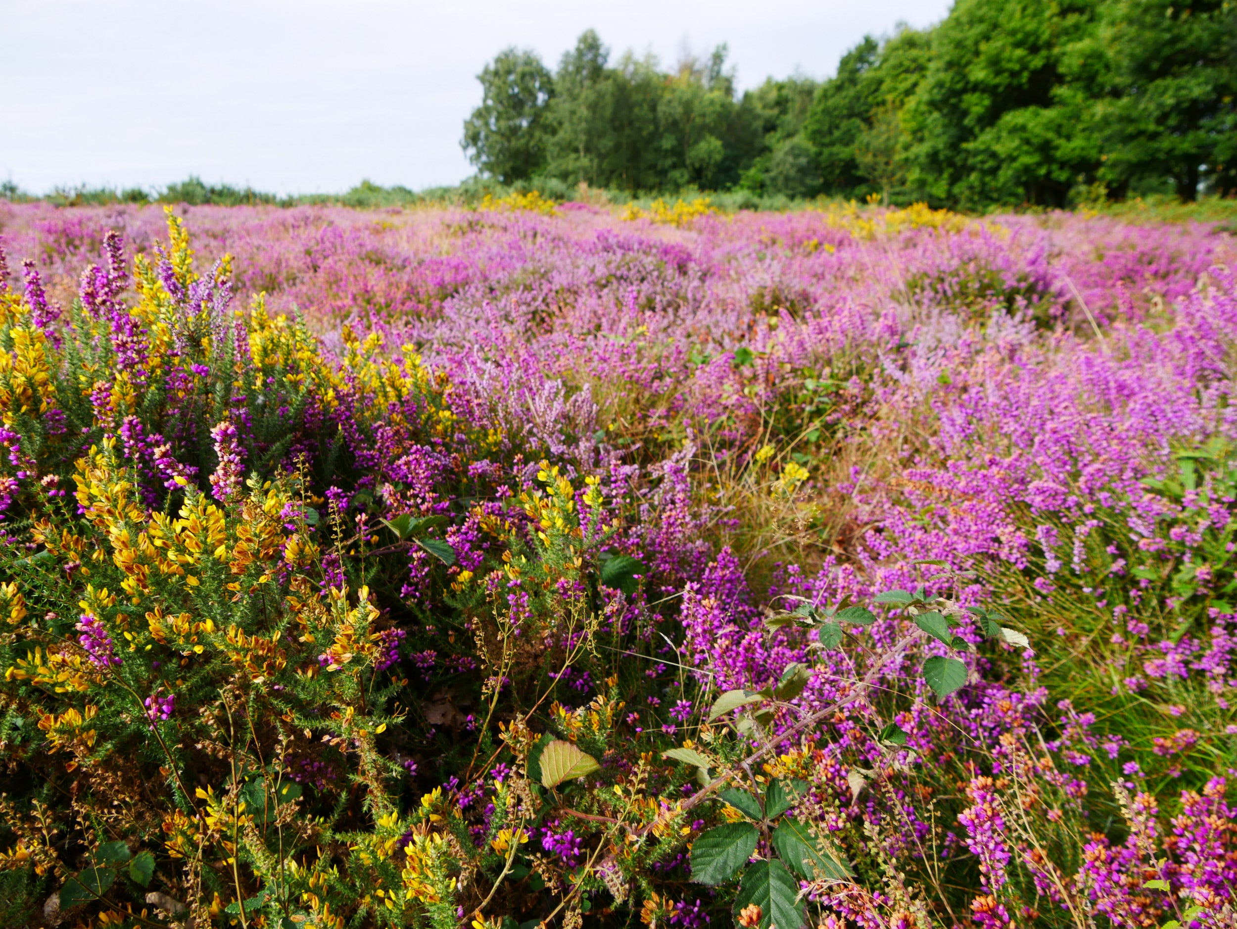 Pink heather and yellow gorse at Headley Heath, Surrey