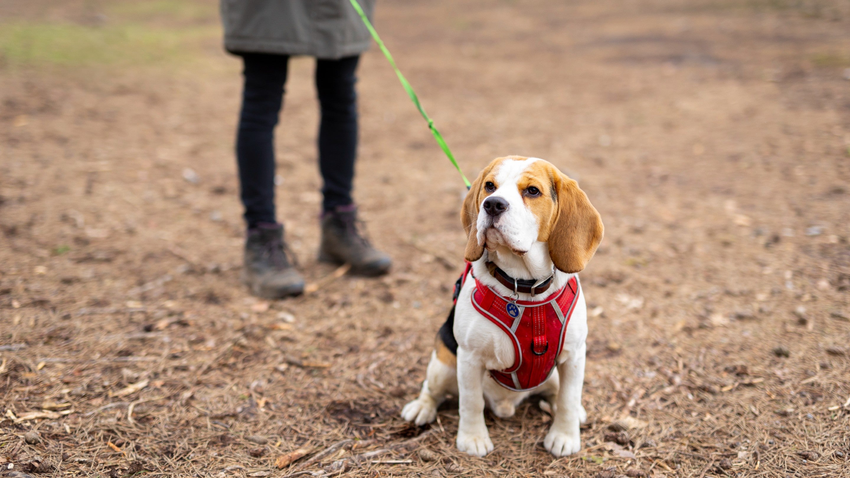 Close up of beagle on a hi-vis green lead