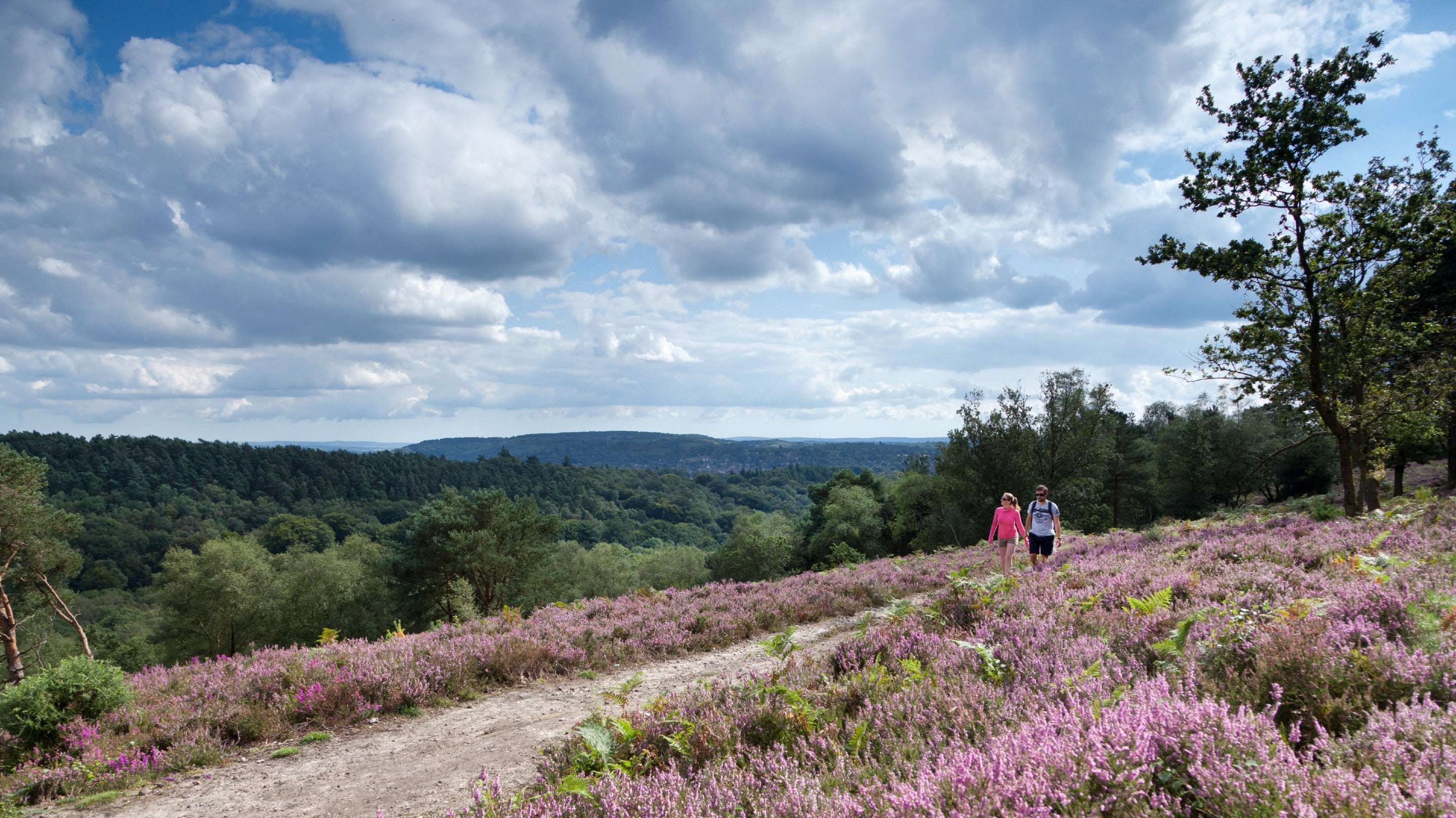 A man and a woman in the distance walking along a sandy path through purple heather.