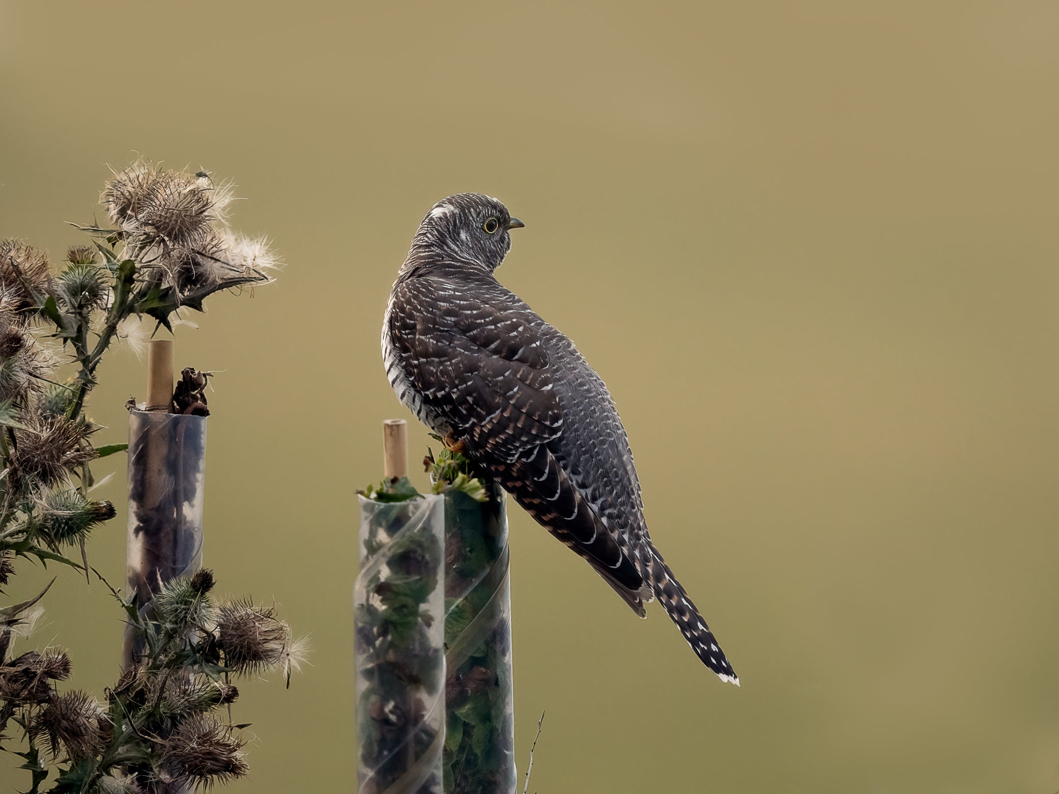 Juvenile cuckoo at Woolacombe, Devon