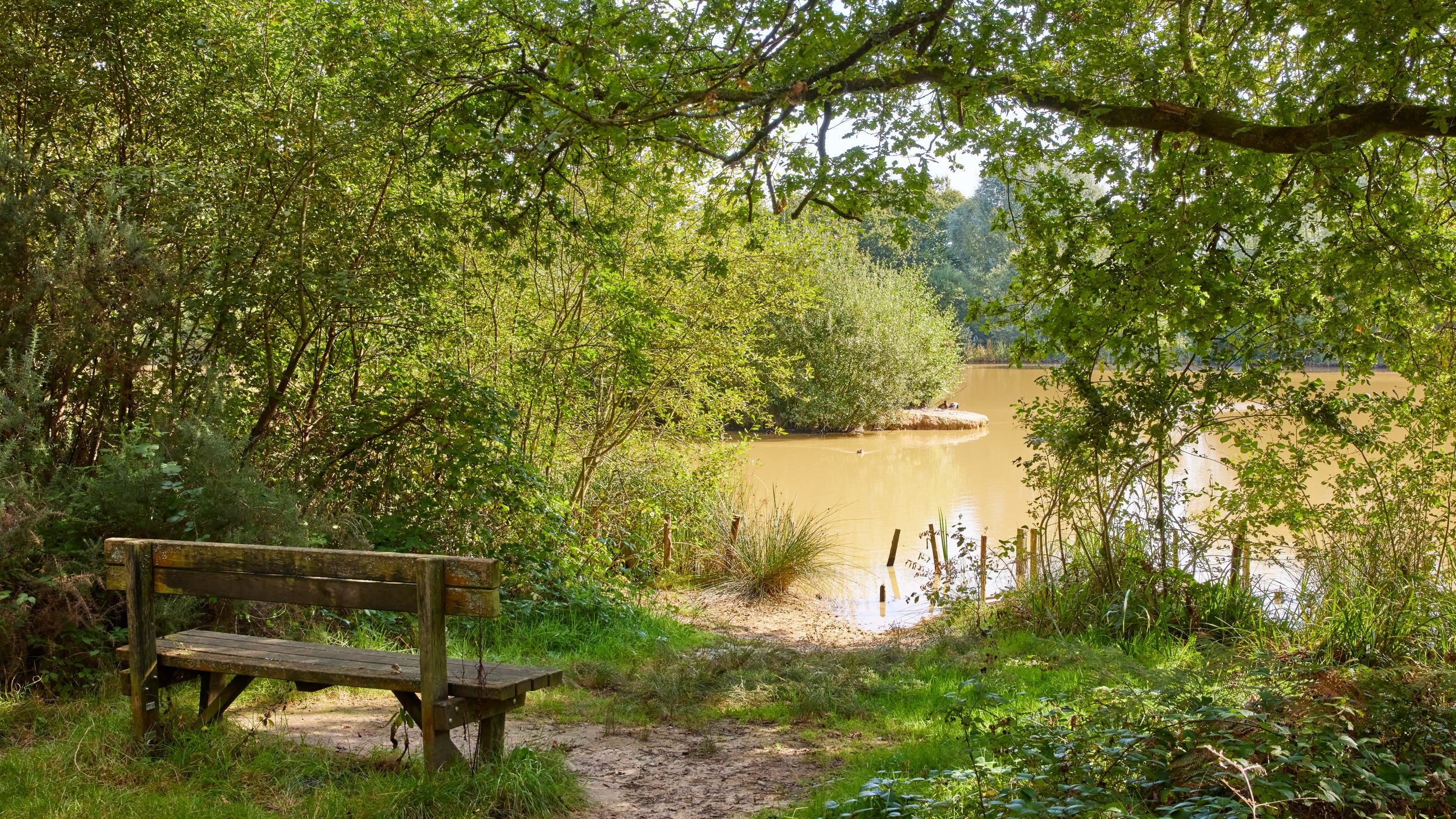 A bench overlooking a pond, surrounded by green trees on a sunny day at Holmwood Common in Surrey