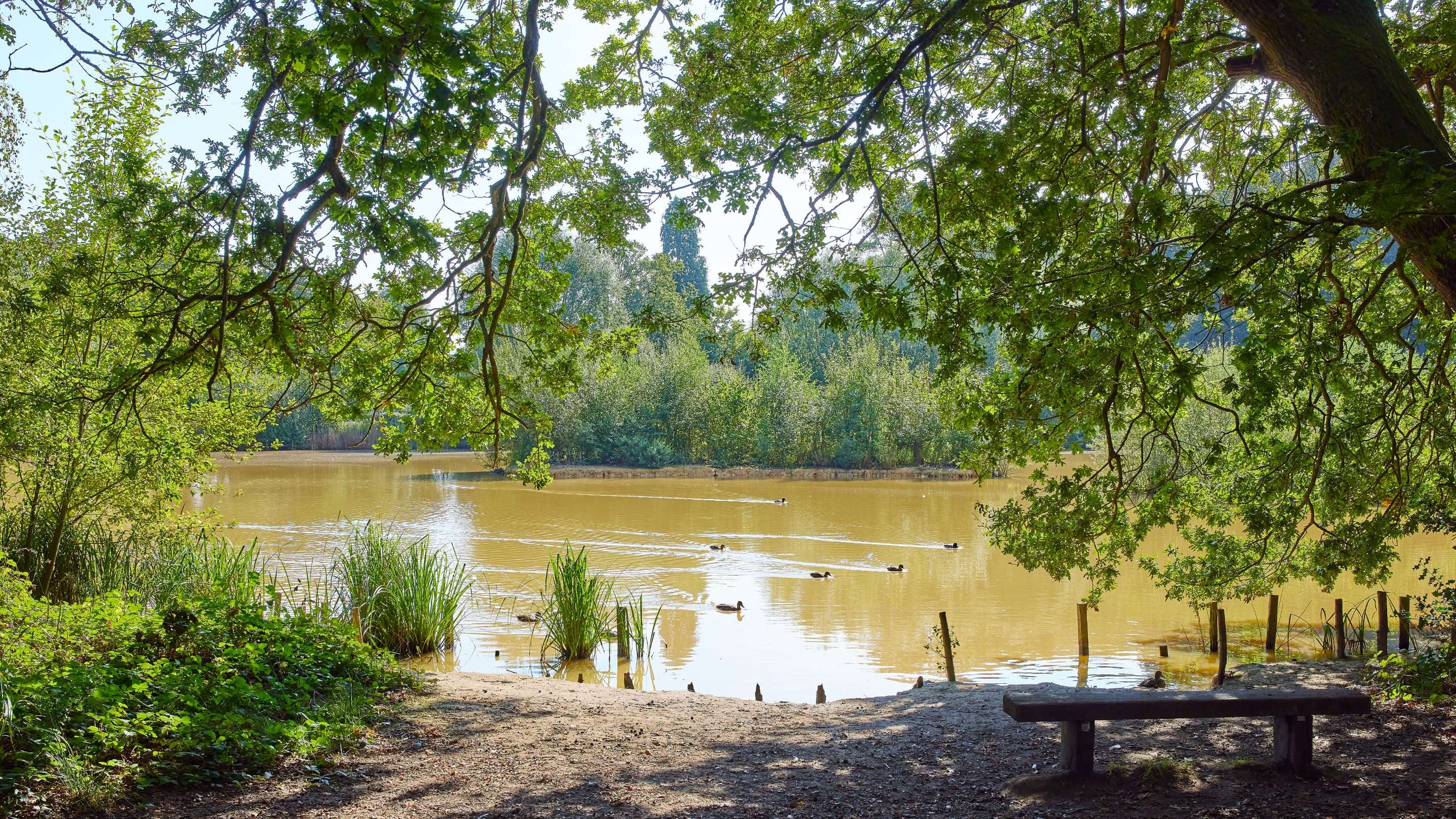 A bench beside the lake at Holmwood Common, Surrey