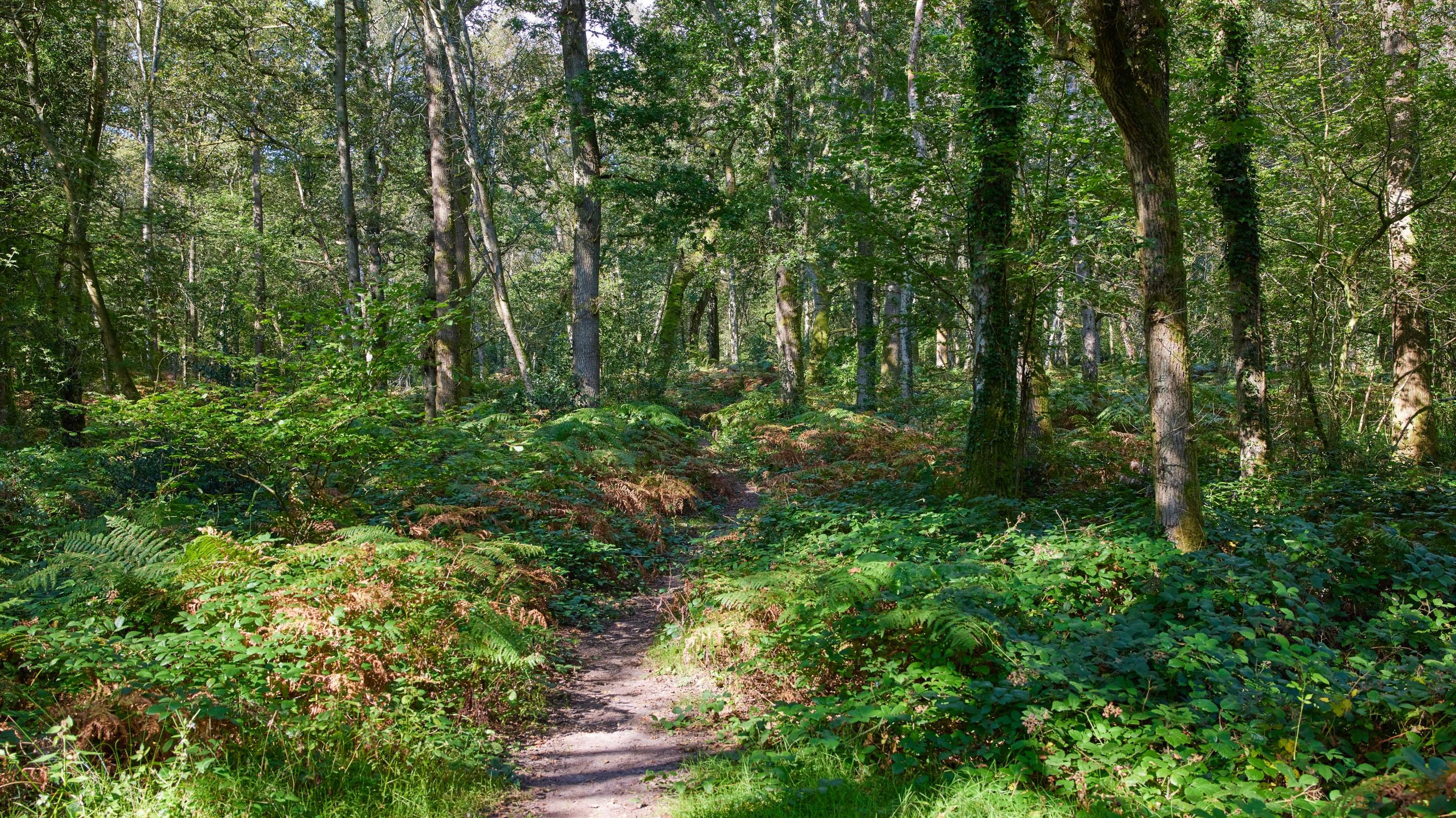 Woods at Holmwood Common, Surrey
