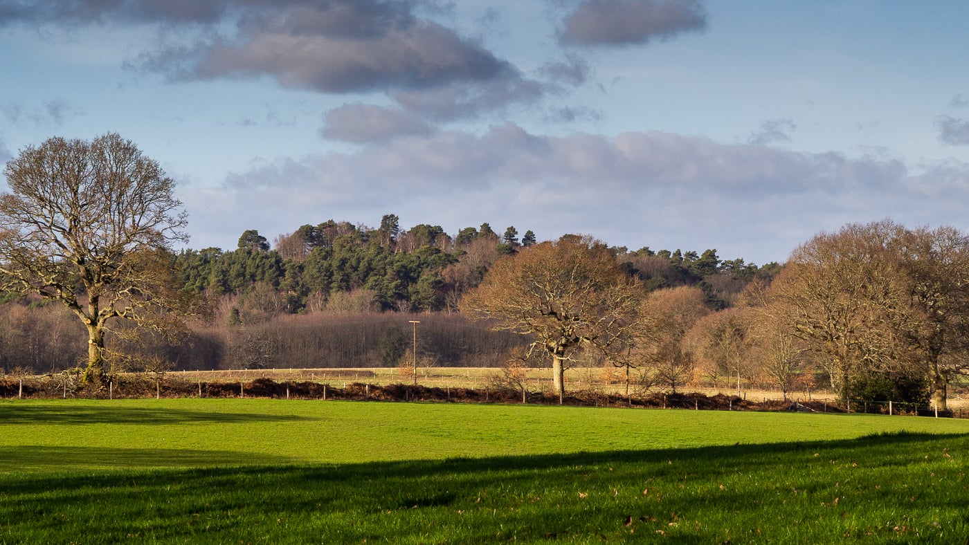 The tall conifers of Hydon's Ball stand out across the fields