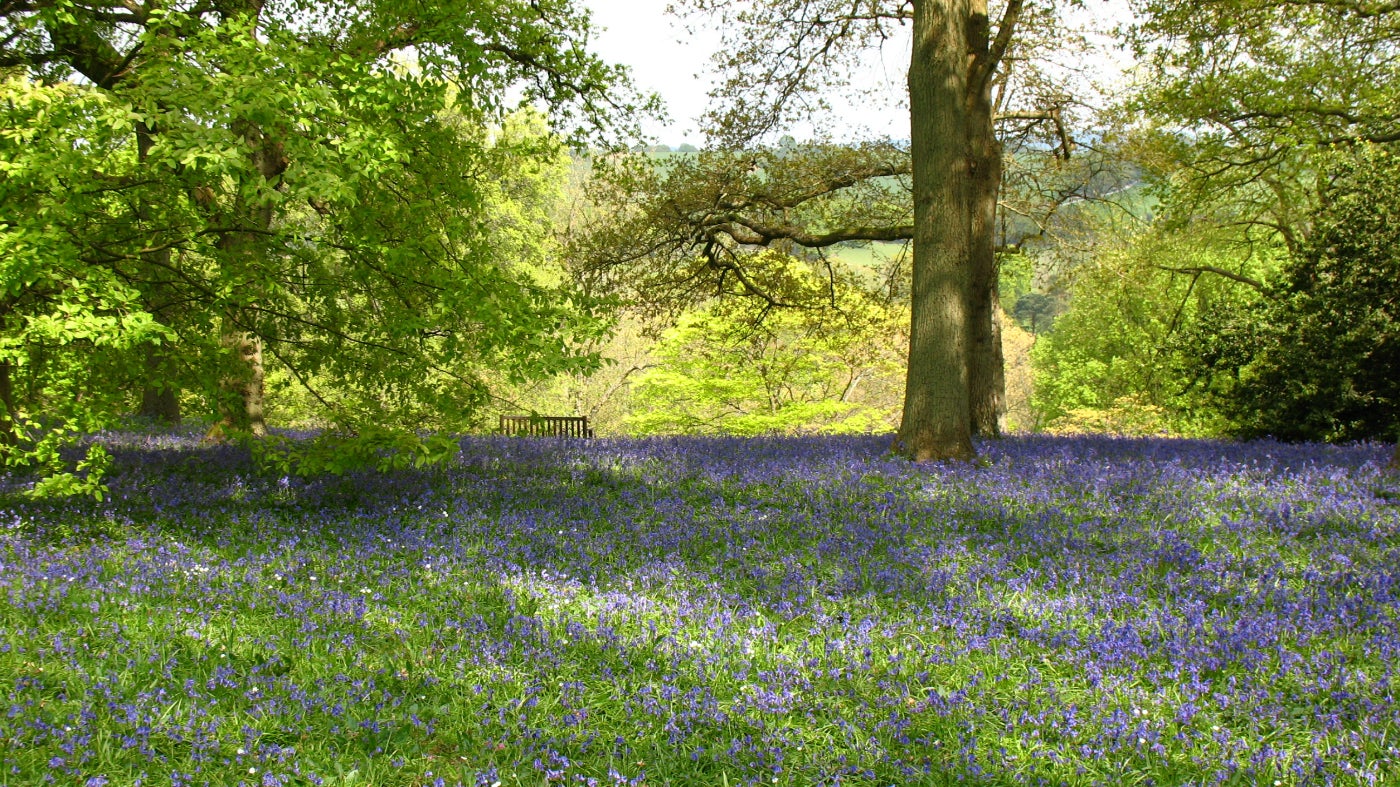 Bluebells at Winkworth Arboretum