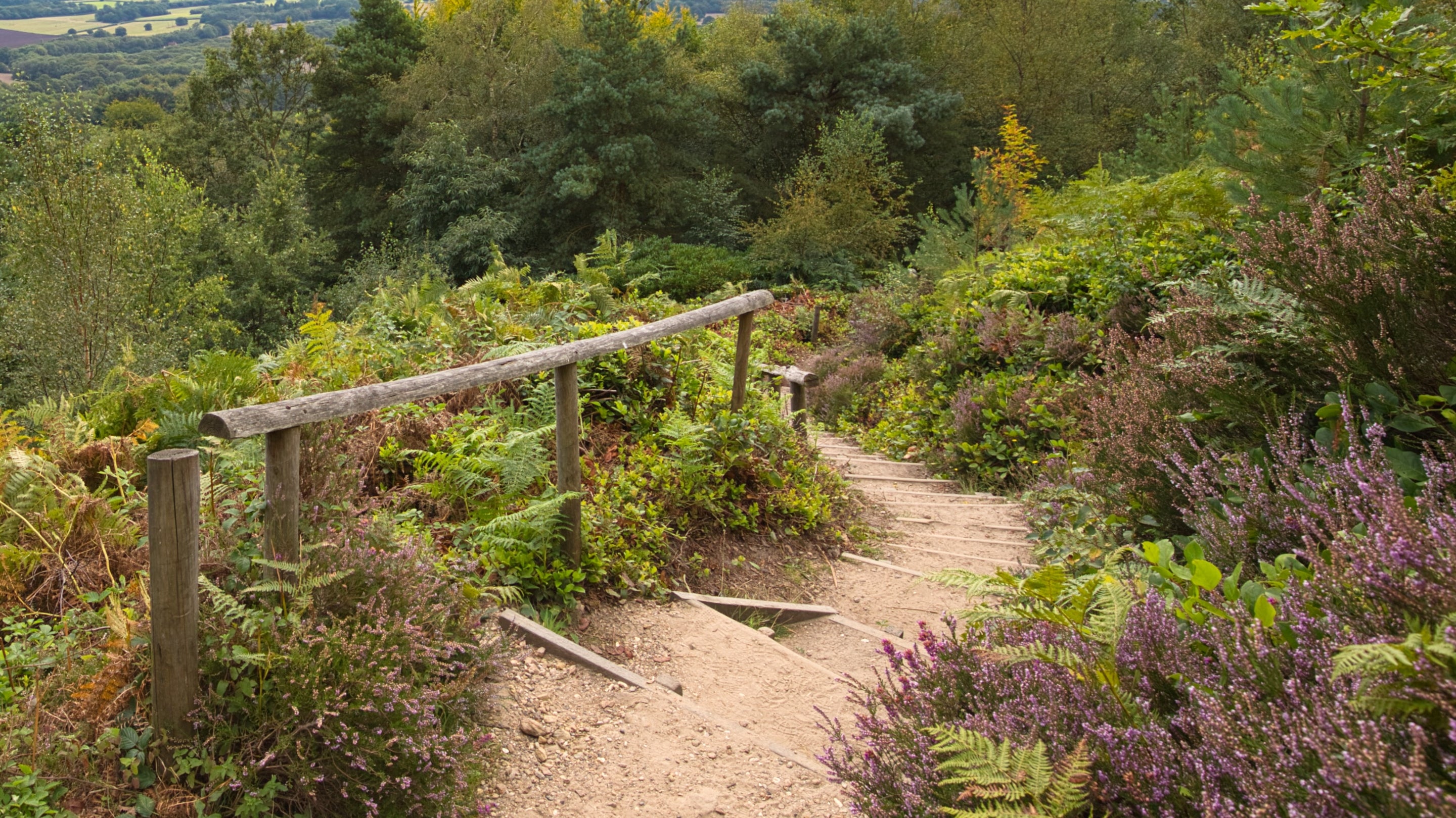 Looking down steep steps with wooden rails surrounded by heather