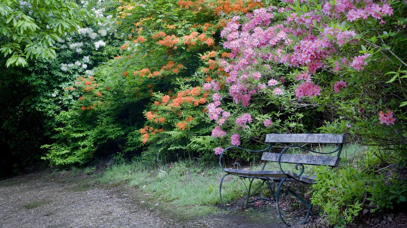 Attractive green bench facing gravel path and backed by leafy rhododendron bushes with pink, orange and white flowers