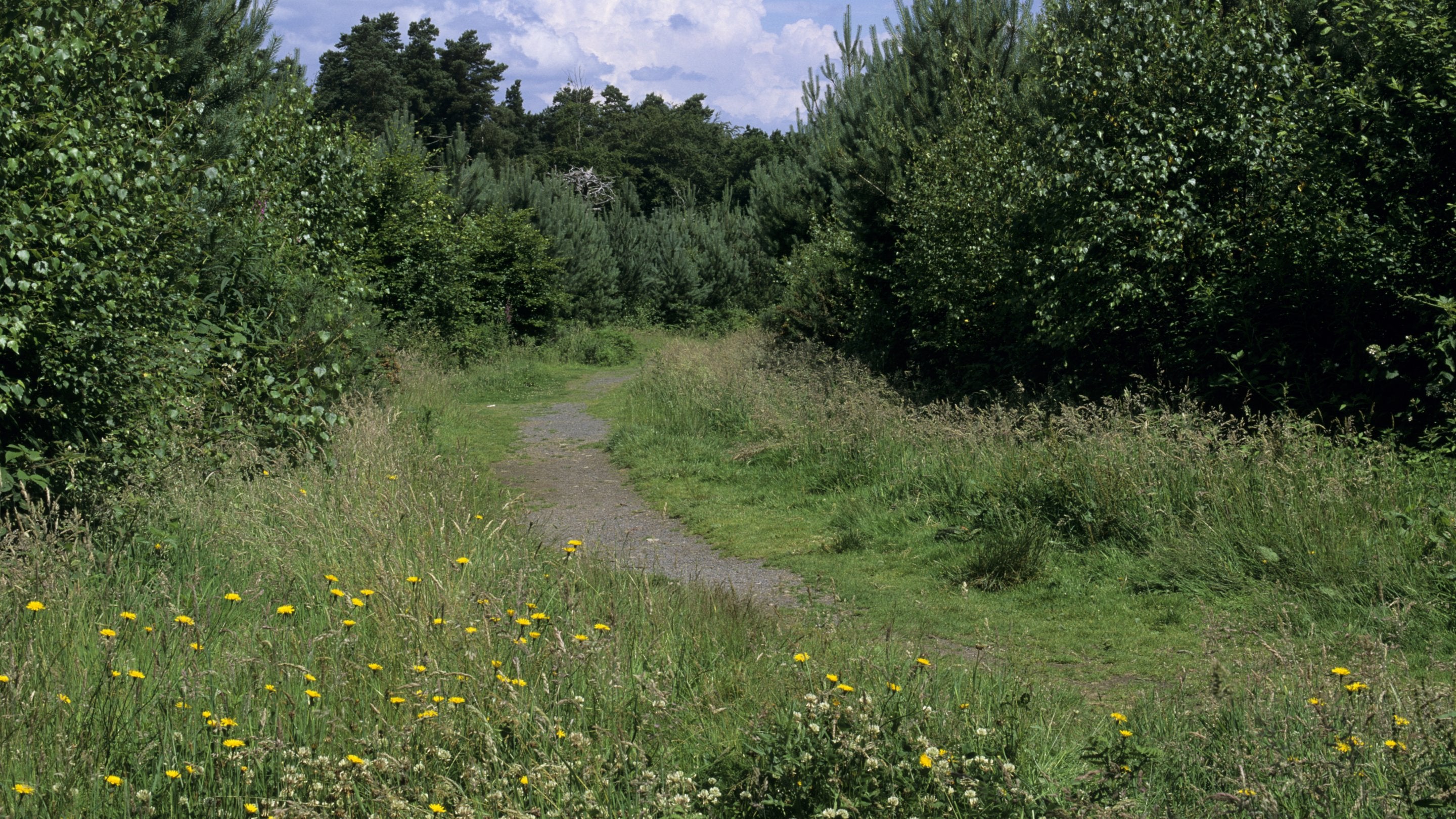 A grassy path through young conifers, across Limpsfield Common, Surrey. Wildflowers are blooming in the foreground and odd shaped clouds sail by overhea