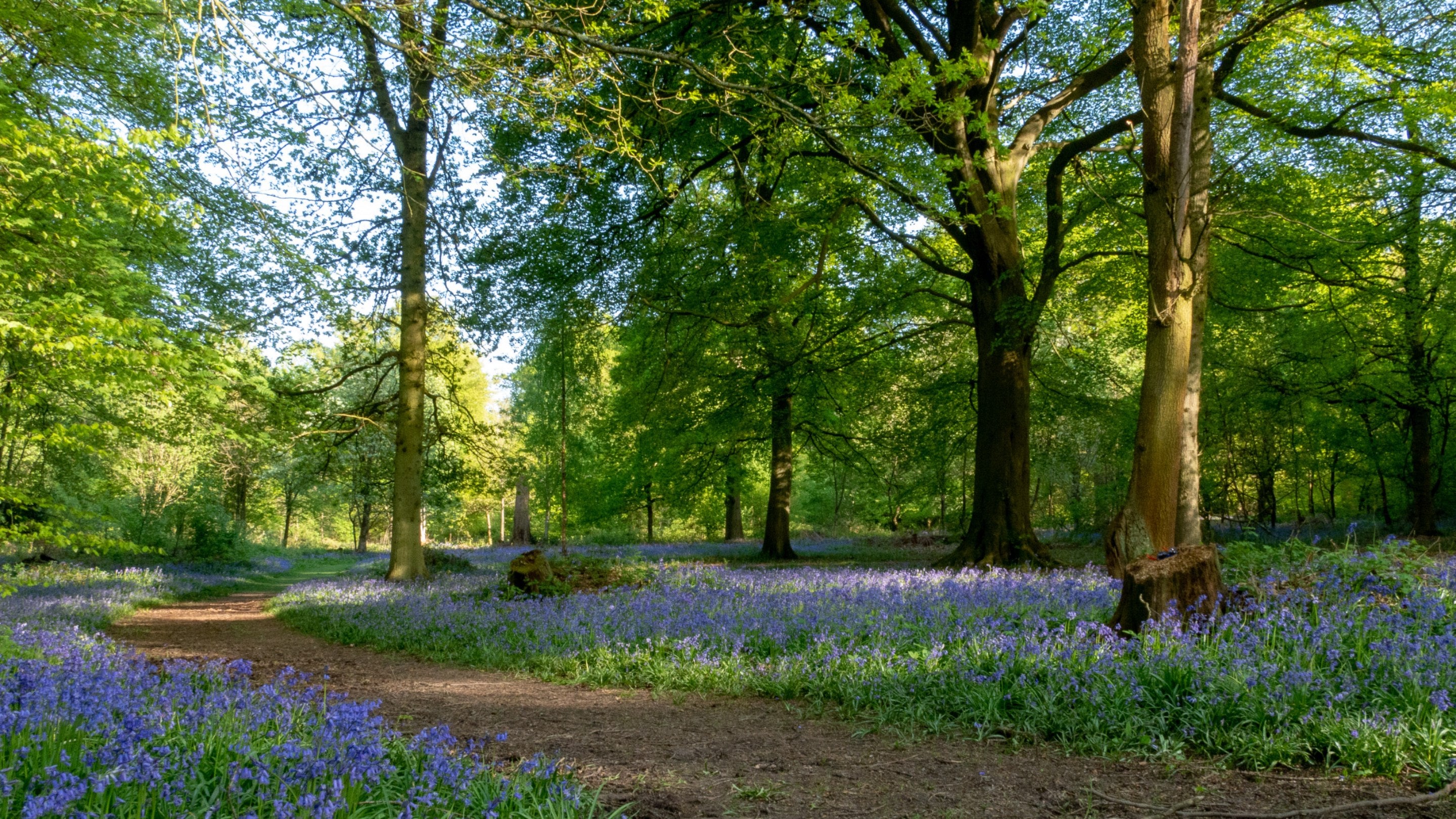 A view of the woodland in spring at Limpsfield Common, with a path running through the woods and a sea of bluebells between the trees on a sunny day.