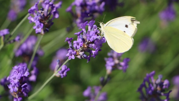 A white butterfly on the tip of a spikey purple flower