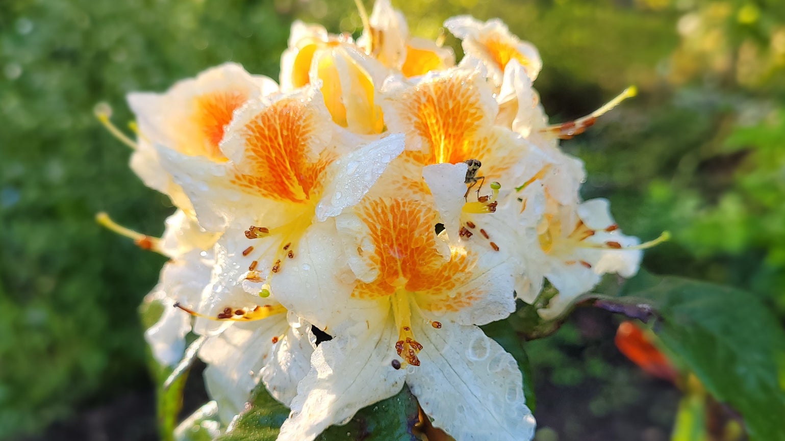 Close up of a large white and yellow flower