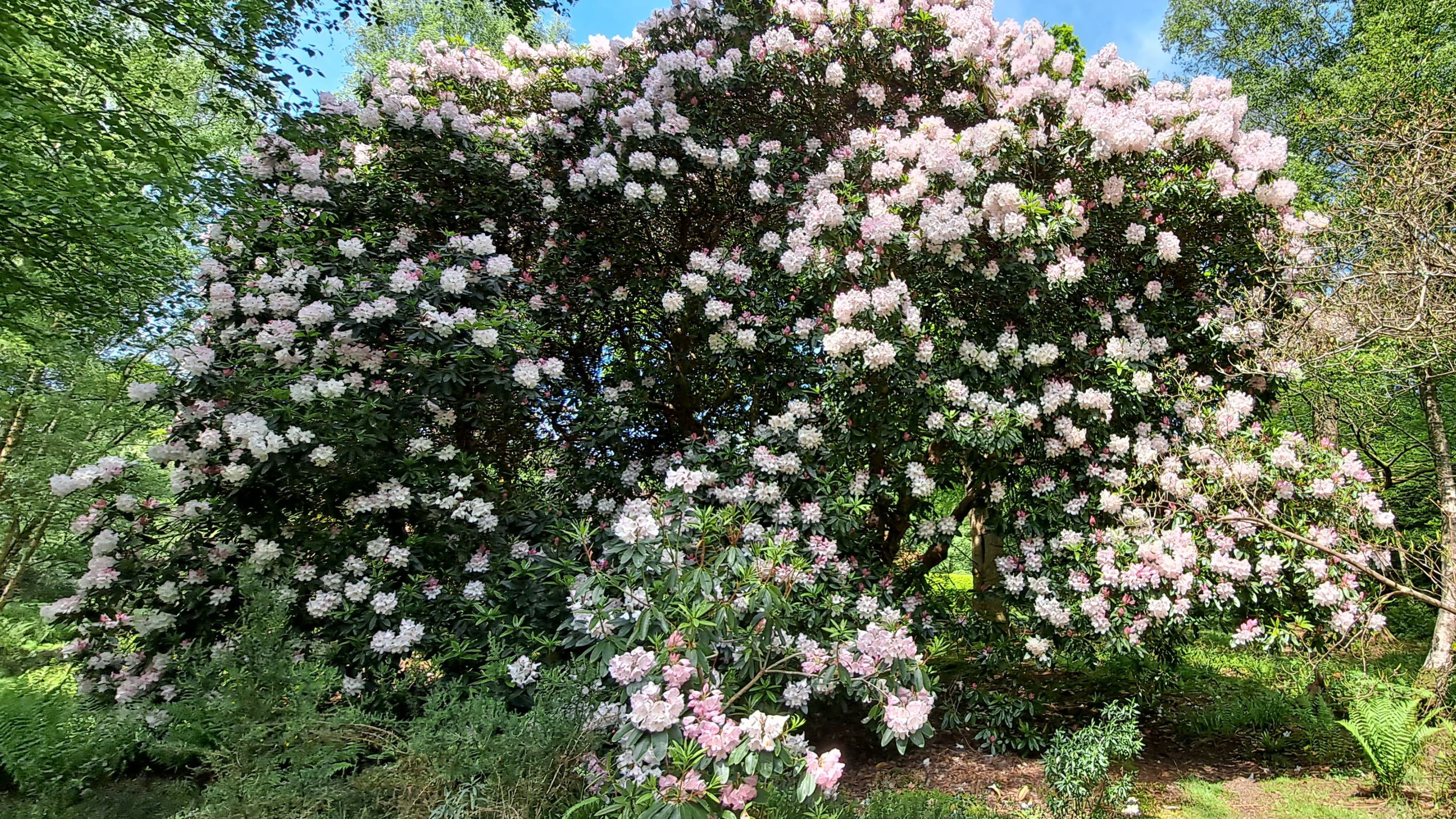 A very large flowering shrub with white and pink flowers