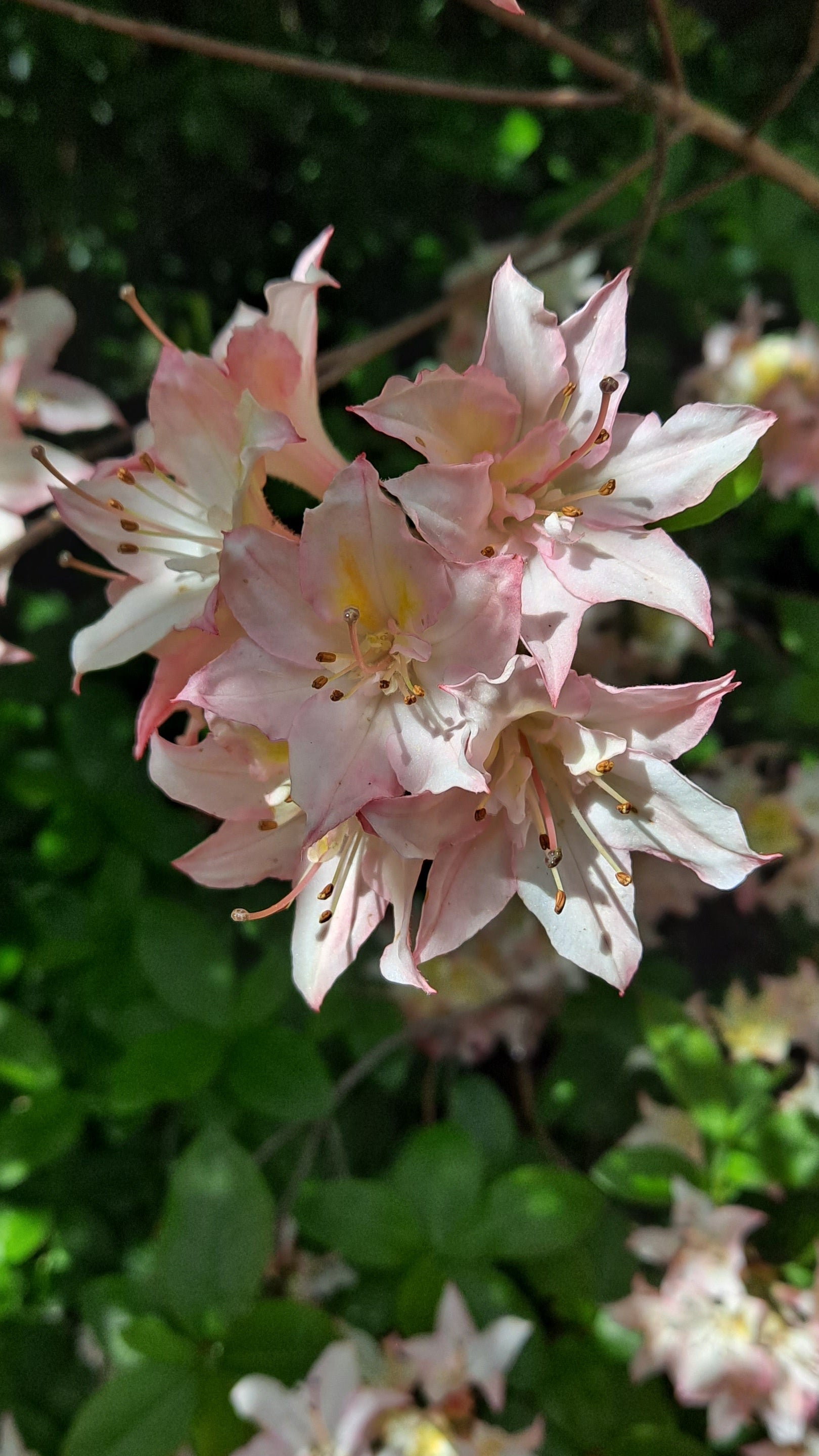 Close-up of large orange multi-headed flower