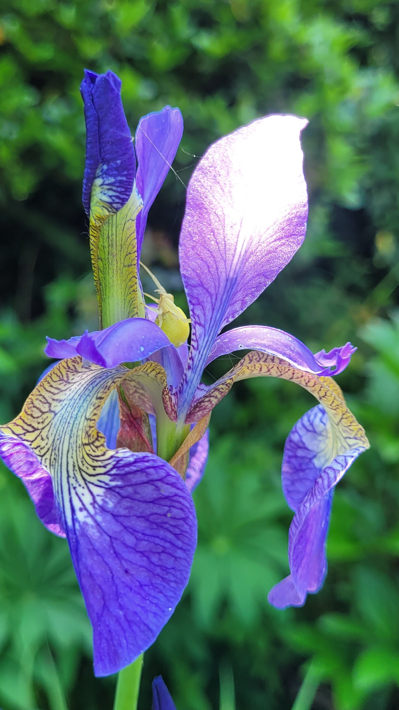 A close-up of a large purple flower with a small yellow spider inside