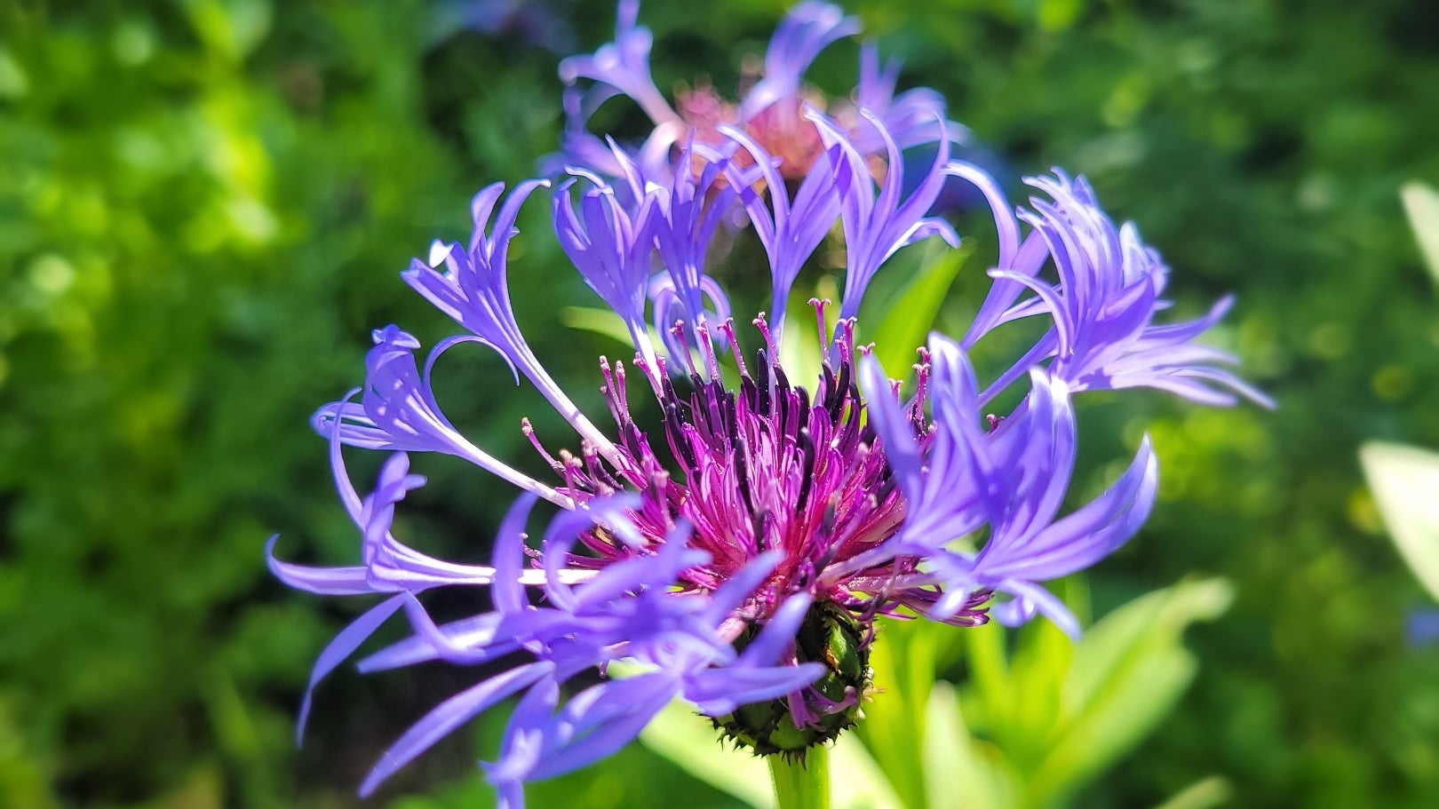 A close up of a purple flower