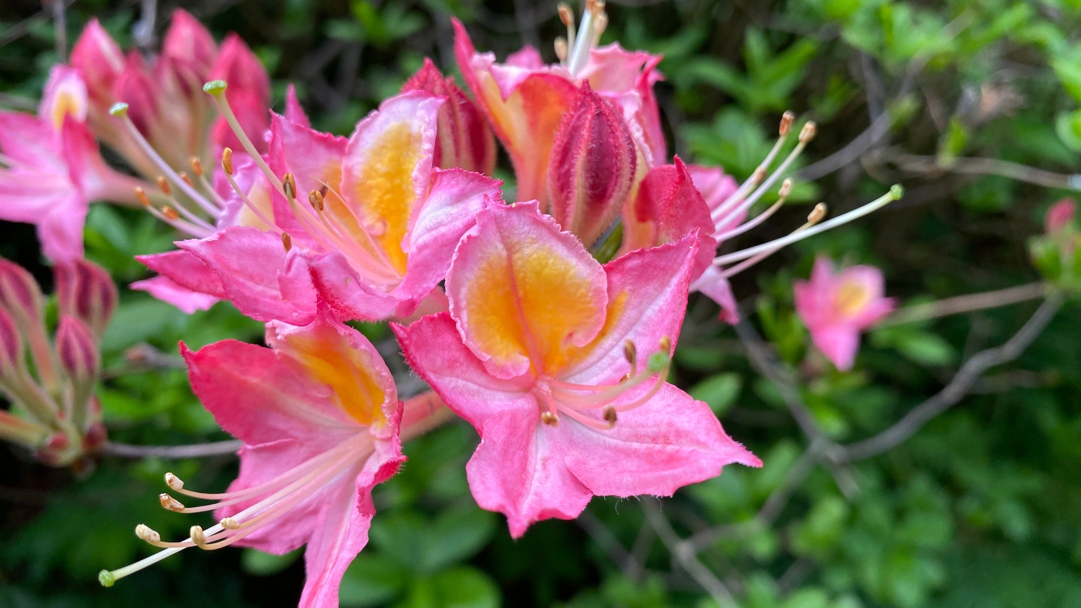 A close-up of a large pink and orange flower bloom