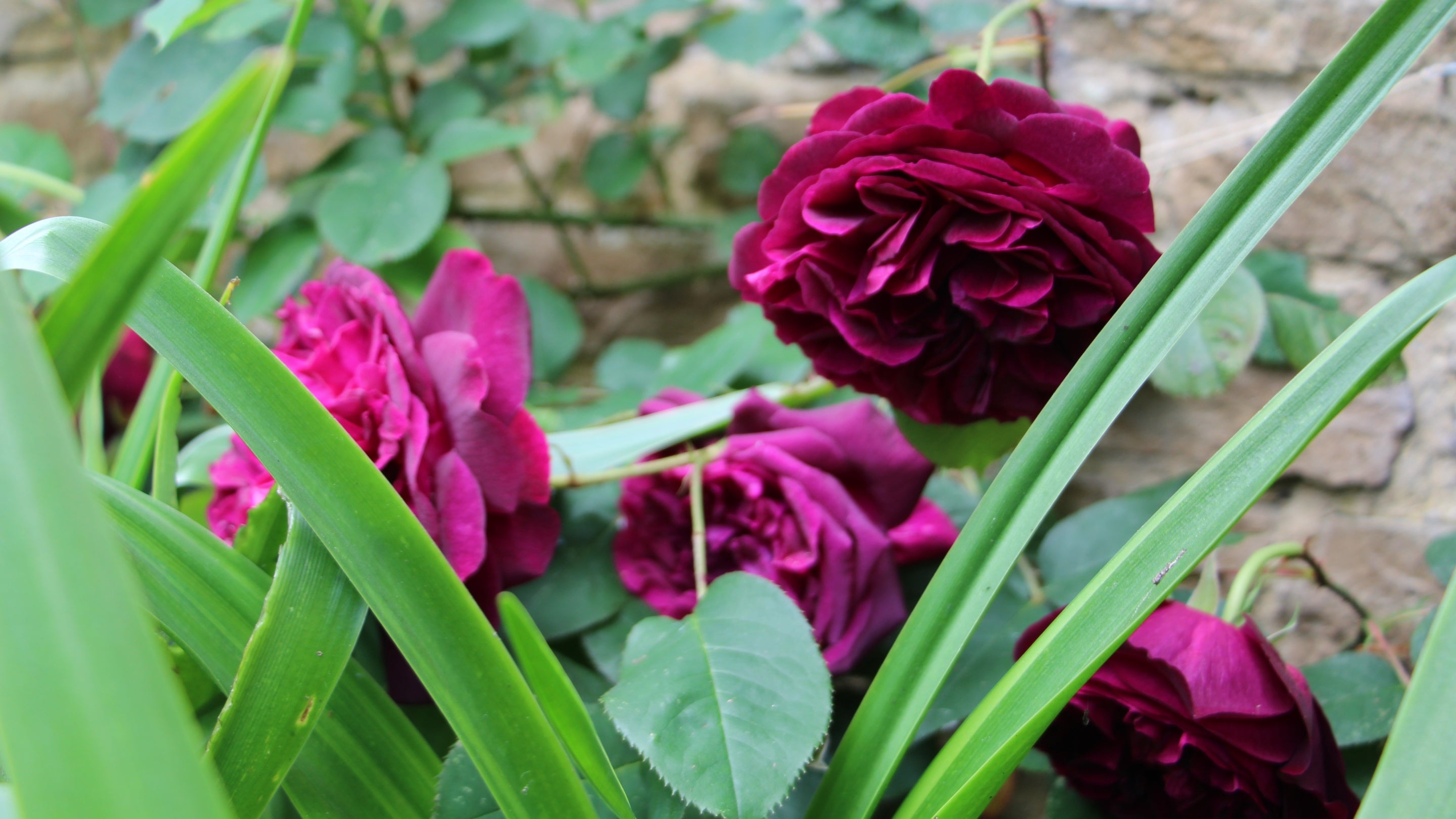 A close up of a deep pink rose growing under a window