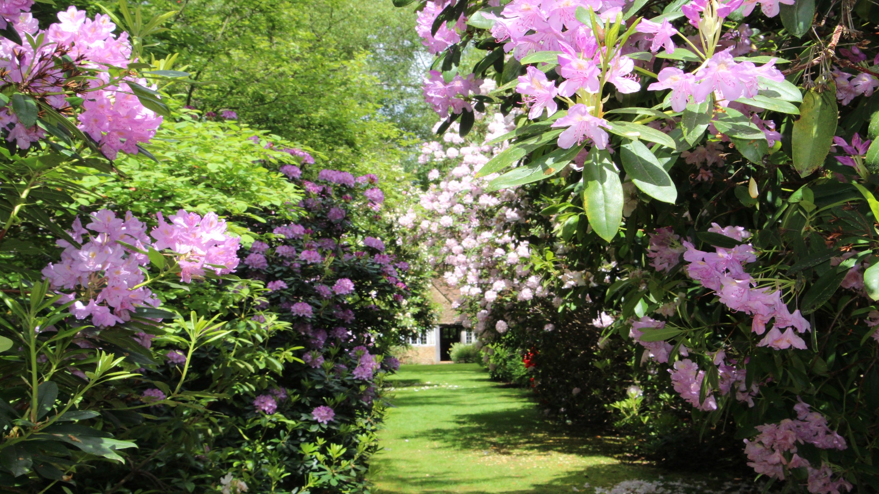 A house is seen at the end of a green lawn path with pink shrubs either side