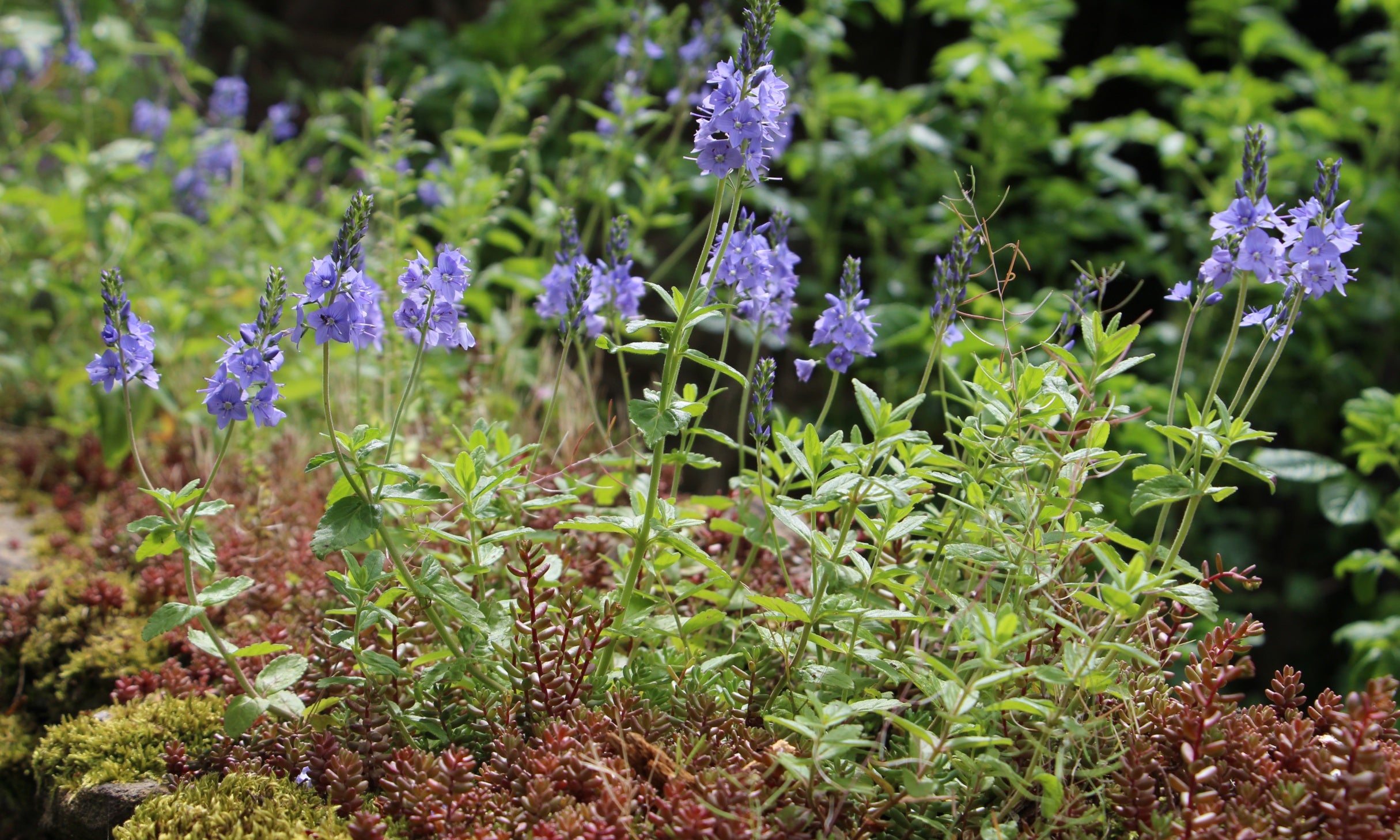 Close up of rock plants with small purple flowers