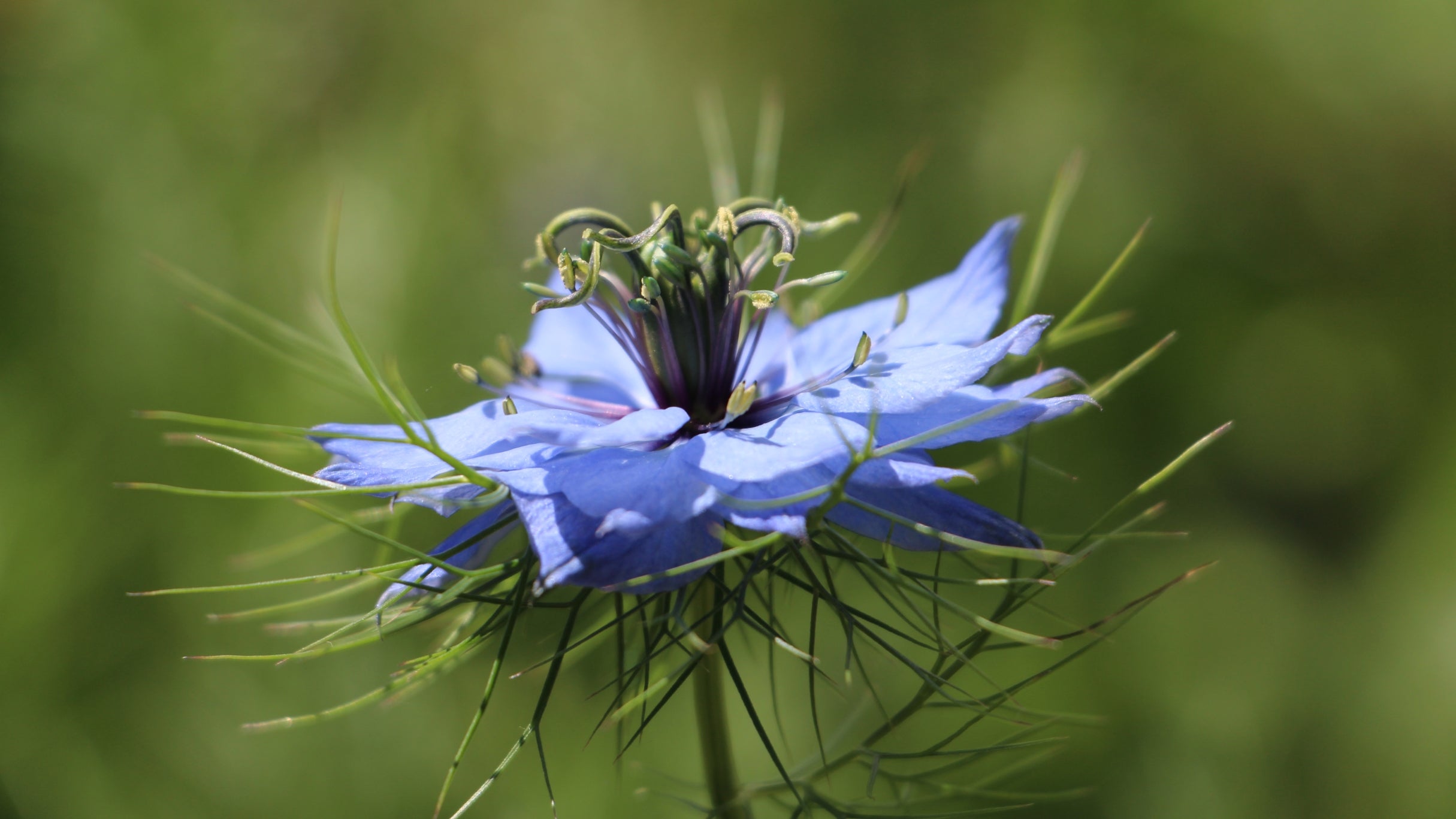 A close-up image of a small purple flower