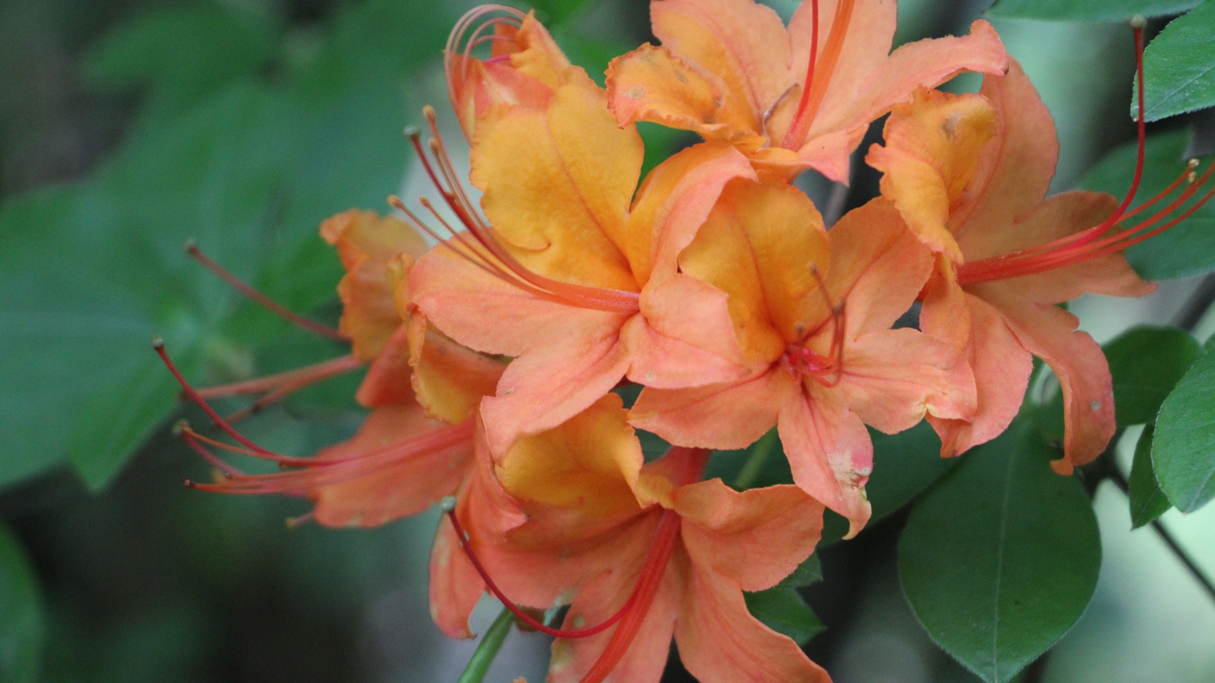 A large orange flower head