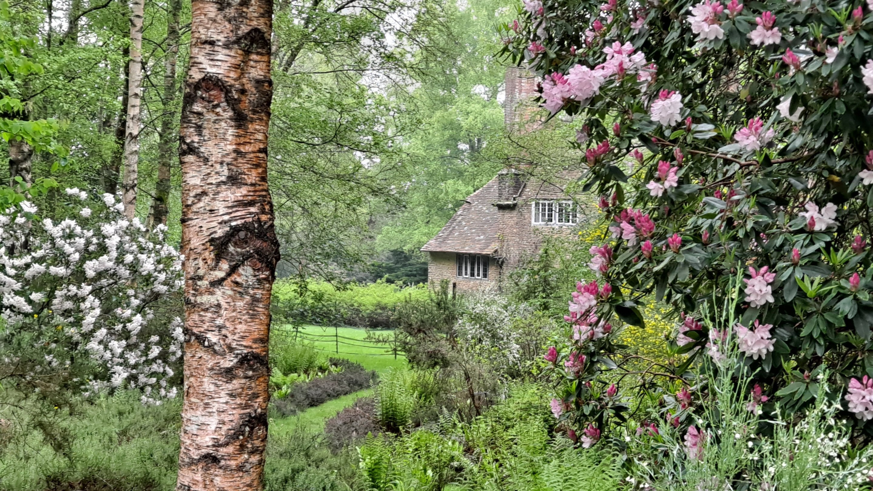 A view of a large silver barked tree trunk and pink flowering bushes, with a stone-walled house viewable in the distance