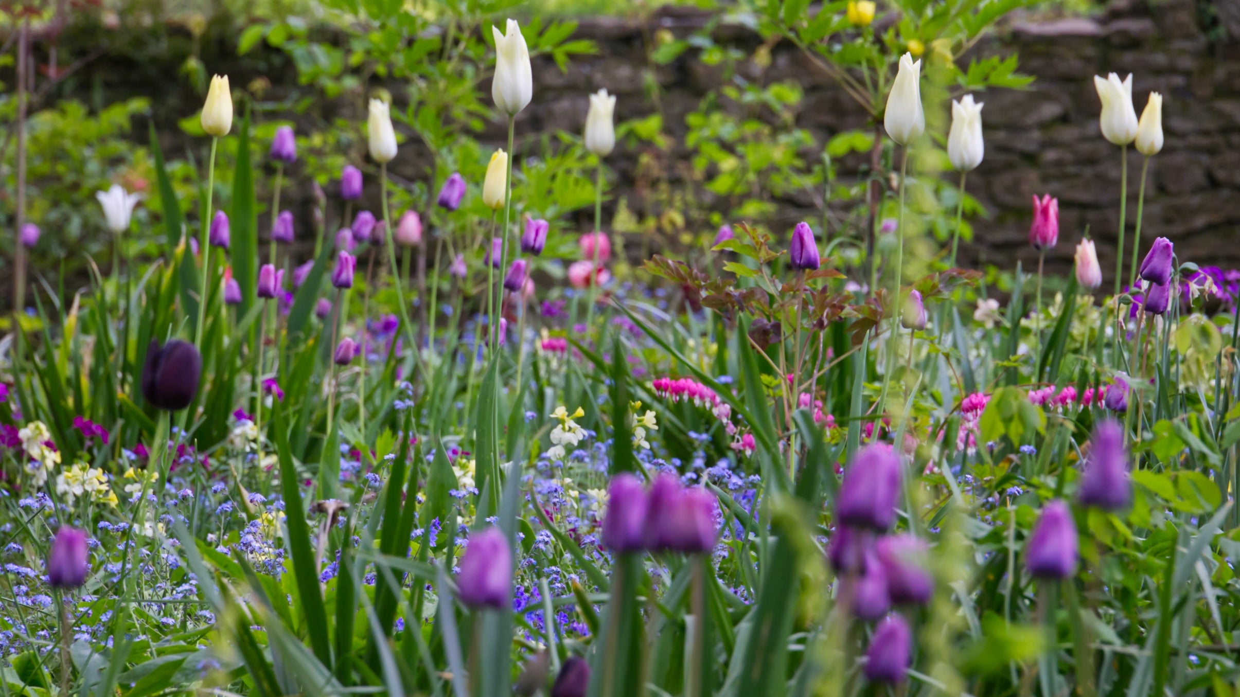 A spring garden next to an old stone wall with purple, pink and white flowers