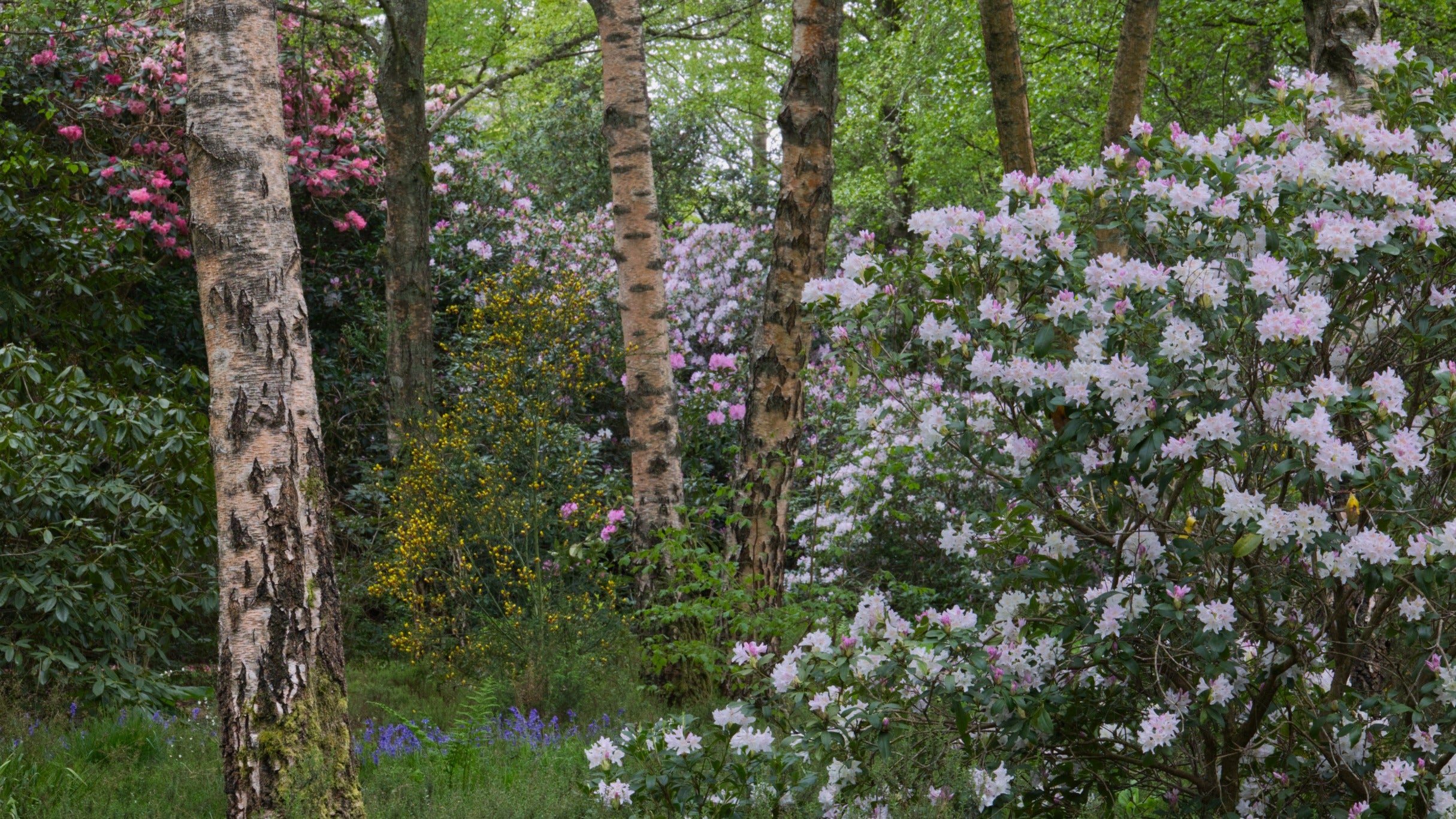 A woodland clearing with tall silver barked trees and flowering pink bushes