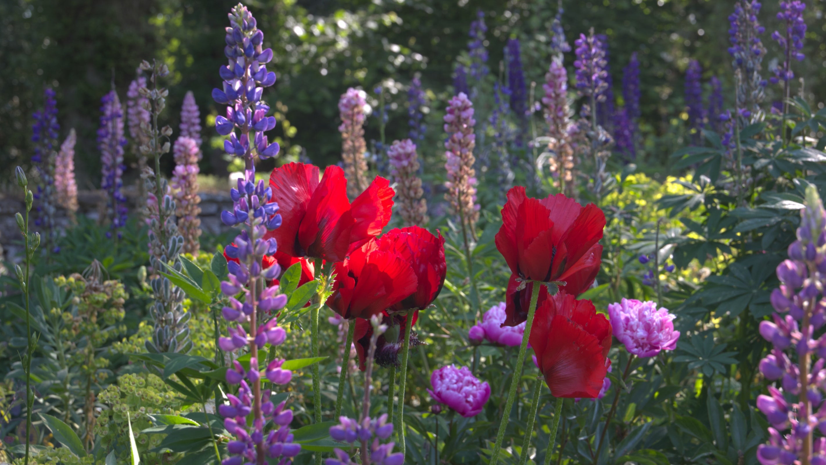 Red , lilac and purple flowers are shown in  a shady dense flower bed.