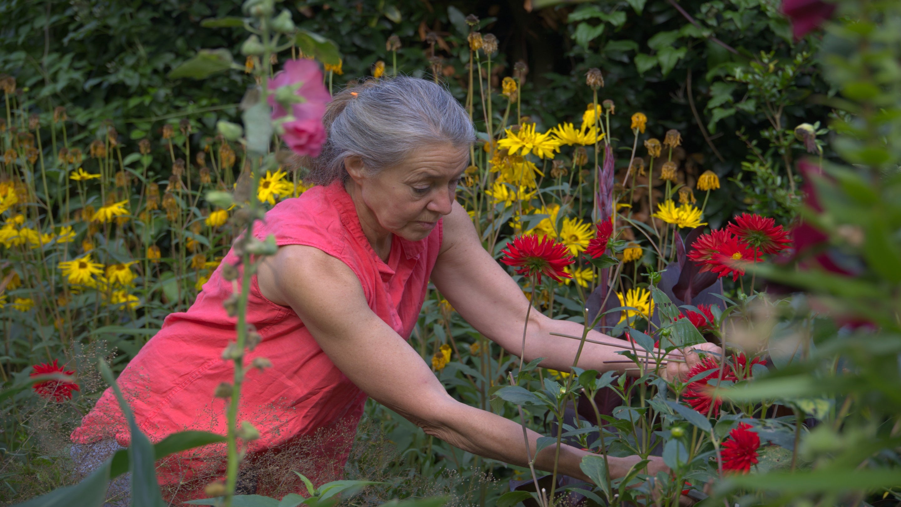 A woman wearing a red shirt is gardening amongst red and yellow summer flowers