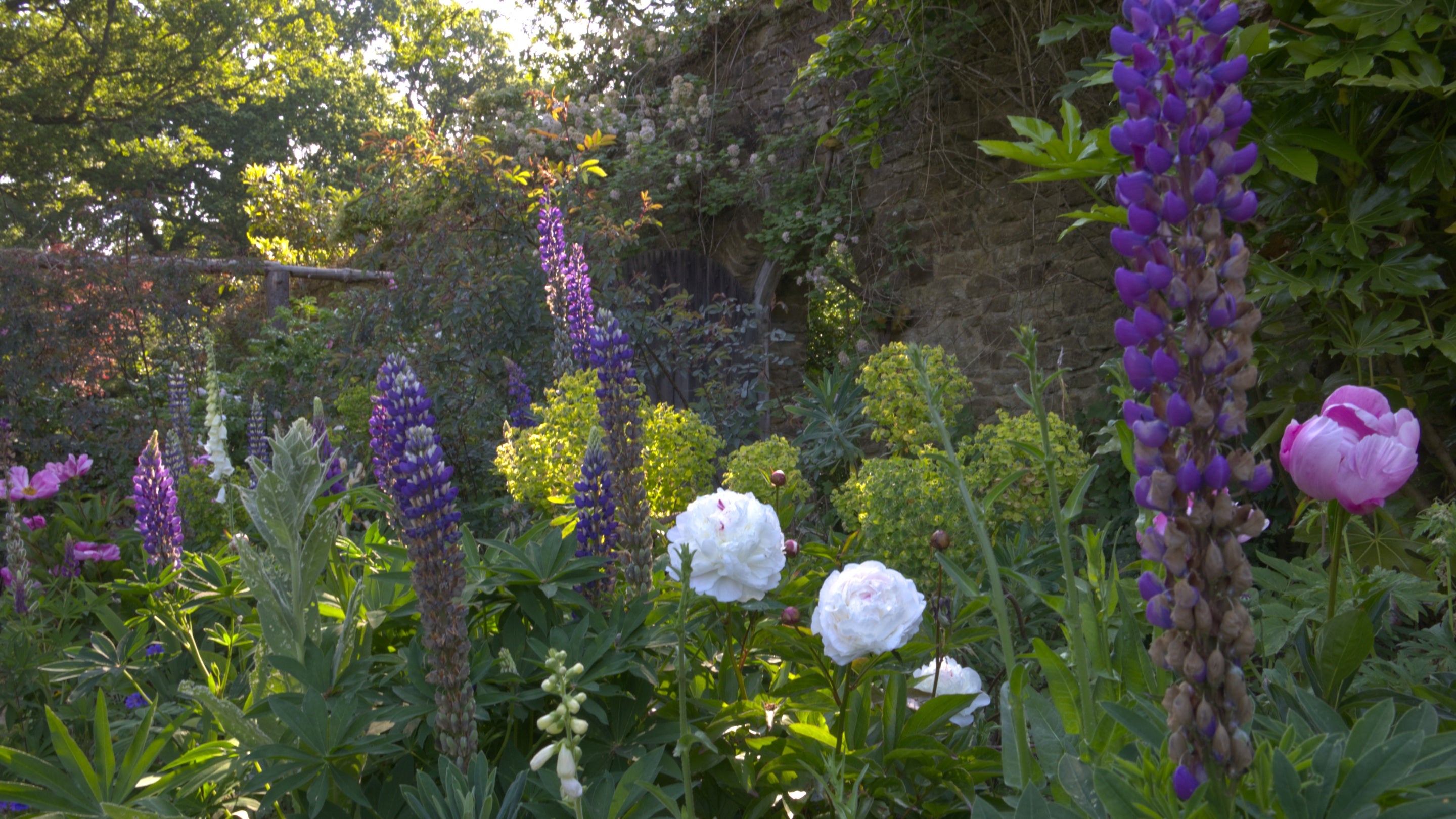 white, purple and pink flowers in shade by a large garden wall