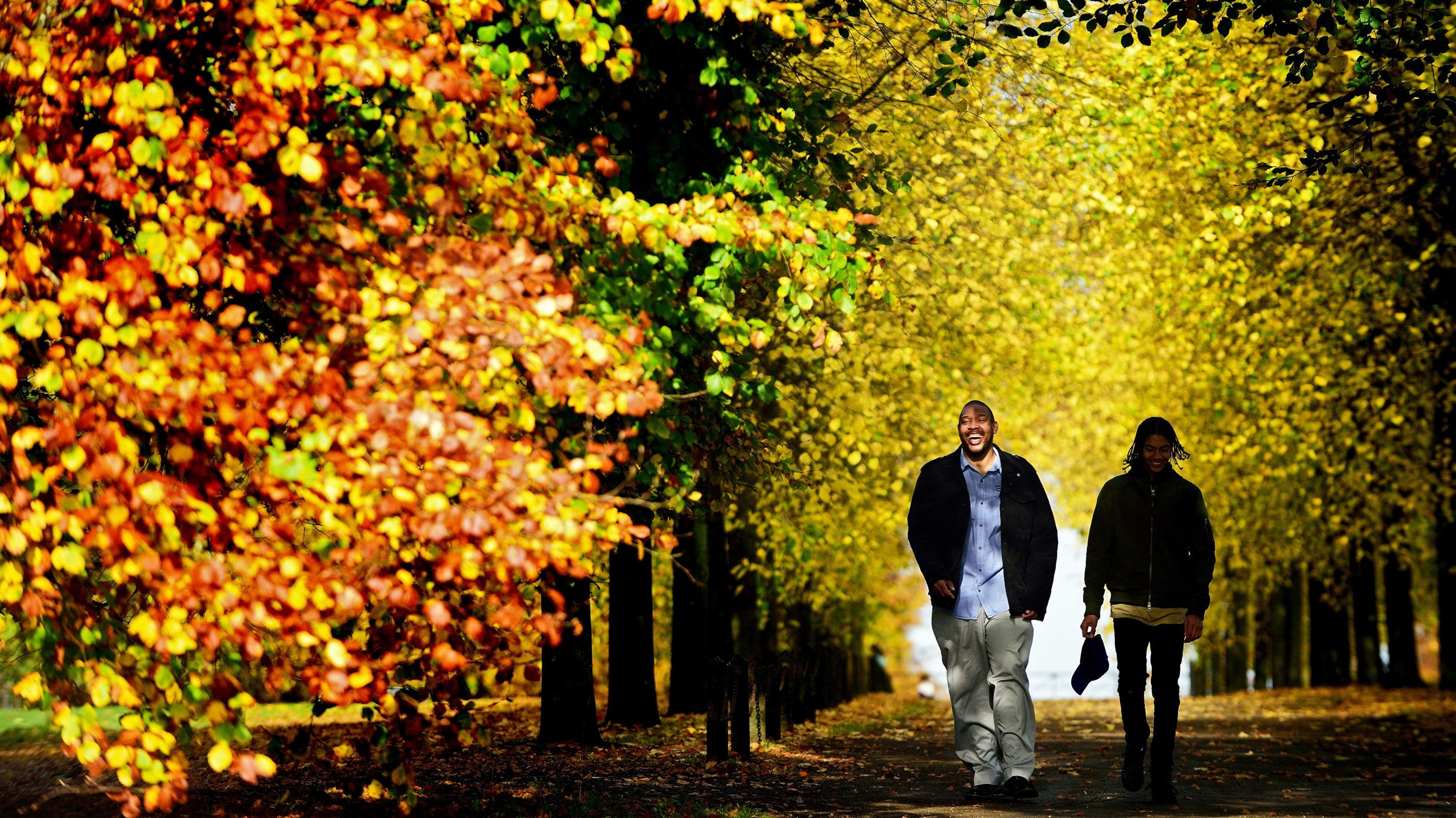 Two laughing people walk down the Long Walk at Polesden Lacey, Surrey, beneath a canopy of yellow and gold autumn leaves on the trees.