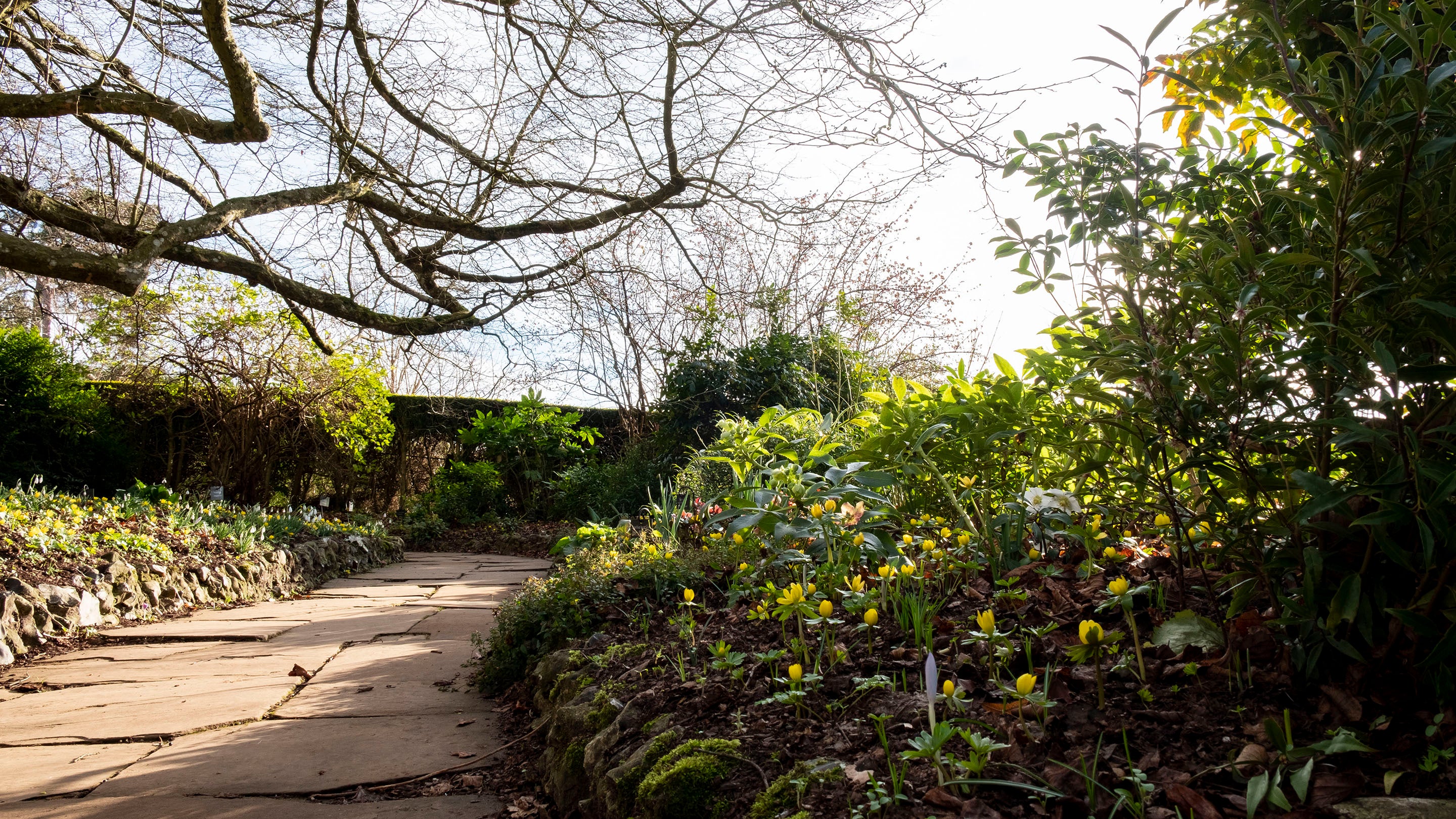 A path lined with yellow flowers and bare trees.