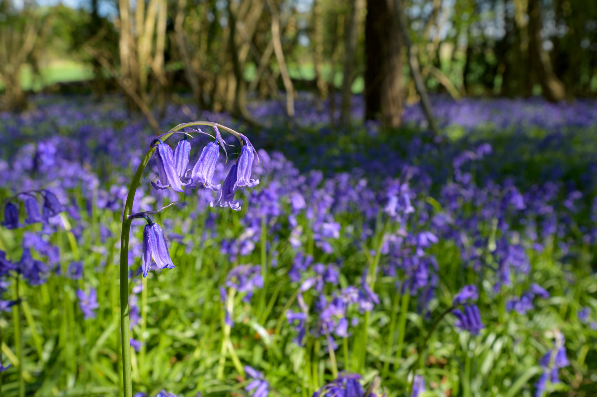 Silver Strollers Walking Group