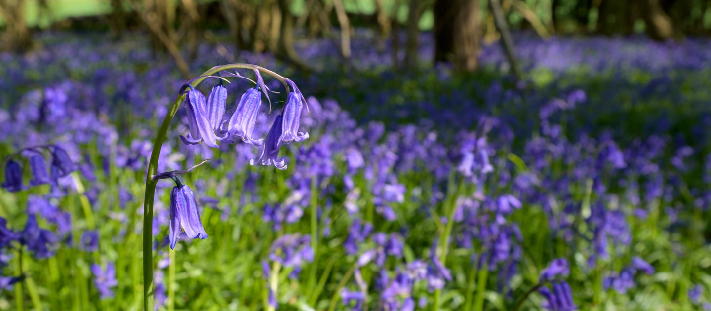 Silver Strollers Walking Group