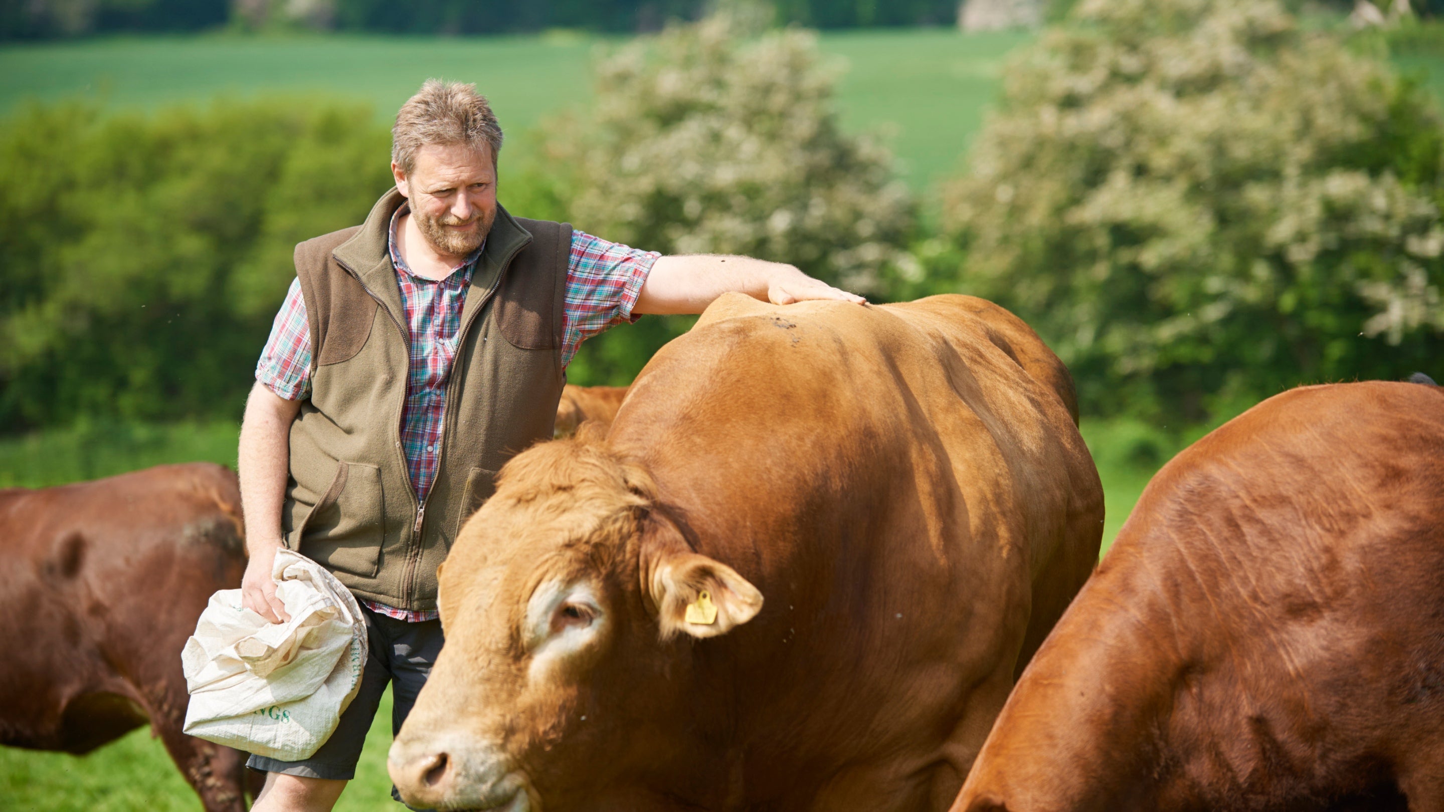 A tenant farmer in a field with his cattle, with one hand on the back of a tan-brown cow on a sunny day at Polesden Lacey