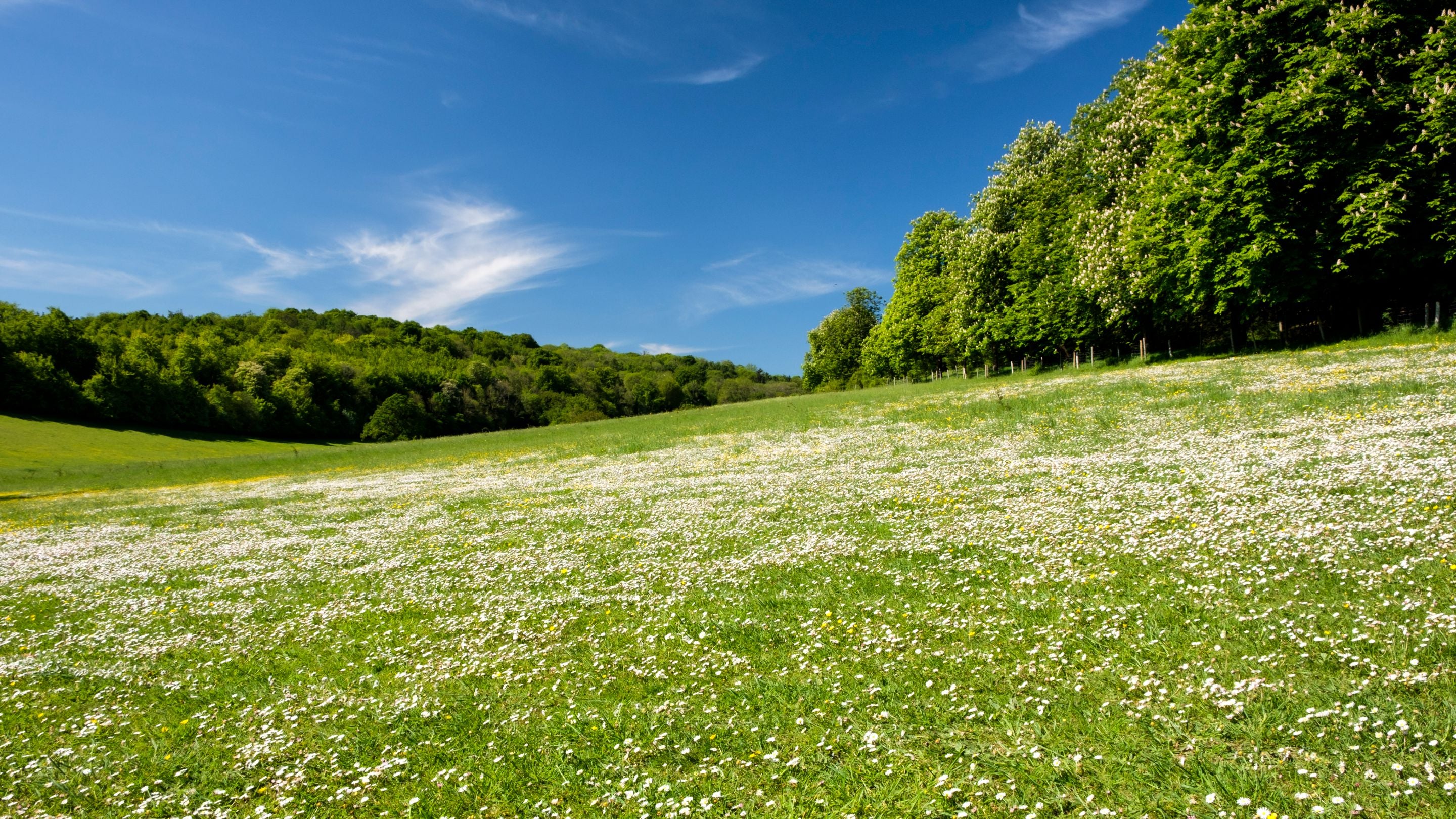 View across a field at Polesden Lacey, Surrey