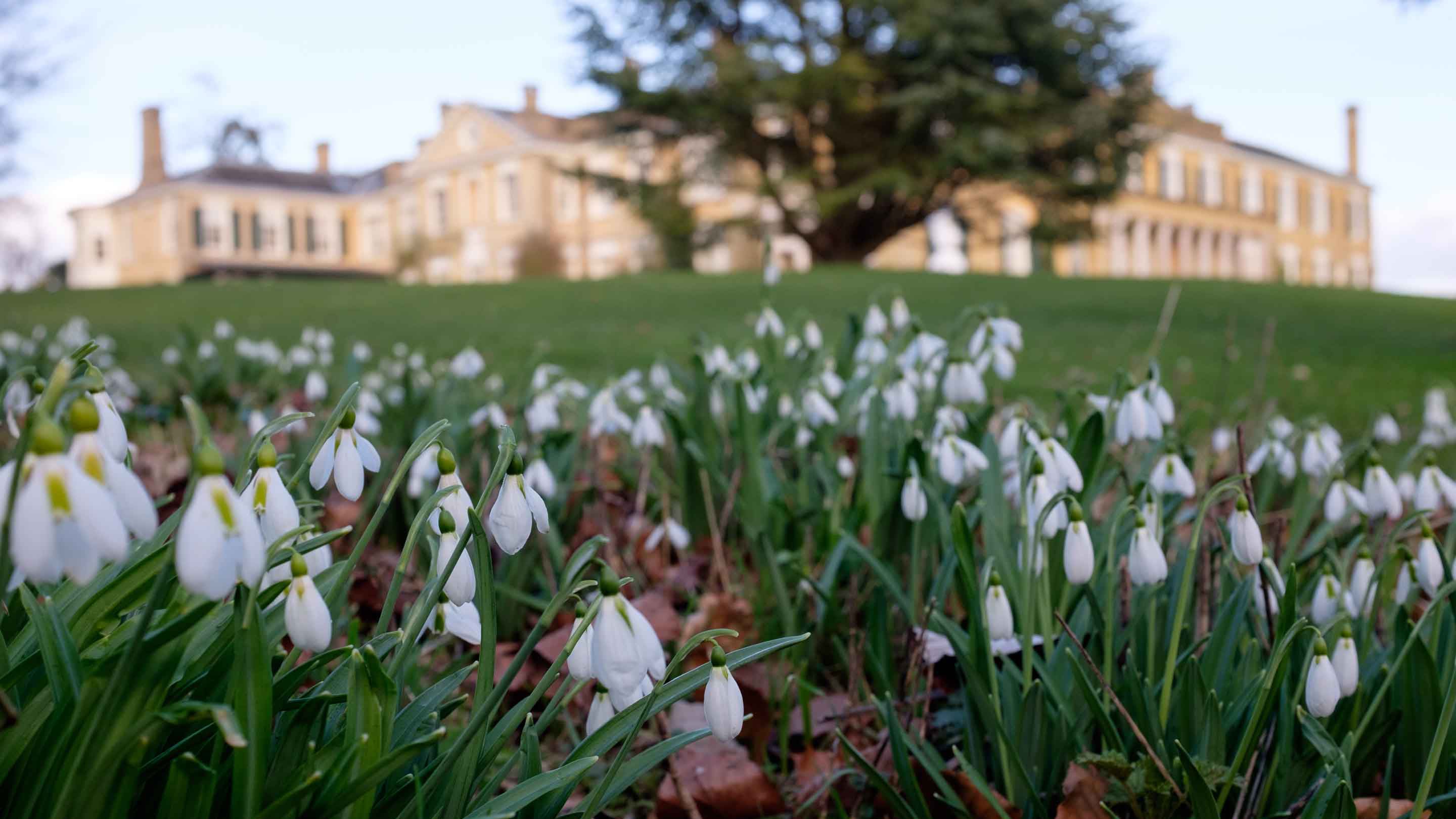 Snowdrops with the house in the distance at Polesden Lacey, Surrey