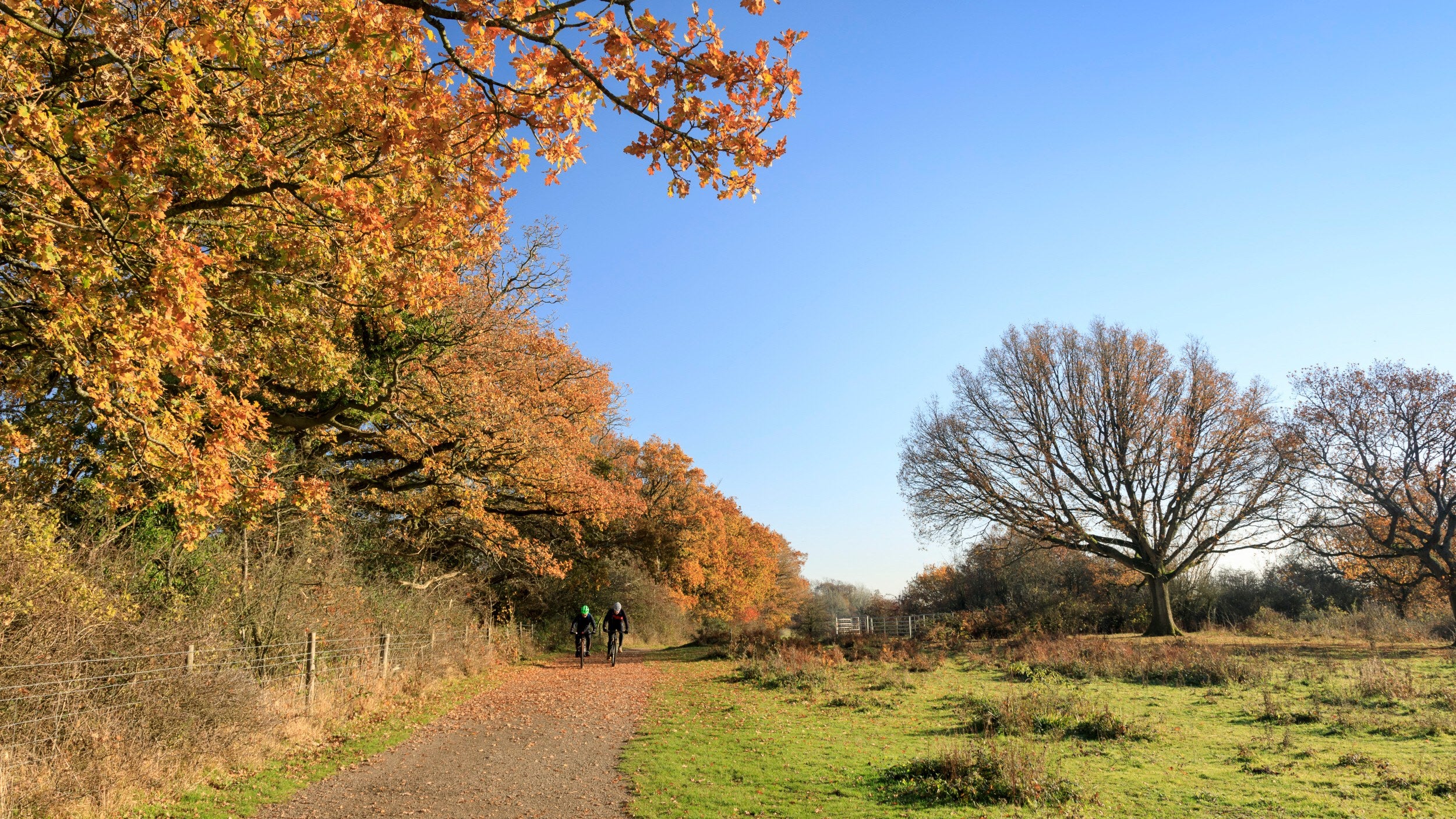 Two cyclists riding on a wide path under some tall trees with orange autumnal leaves on a blue-sky day