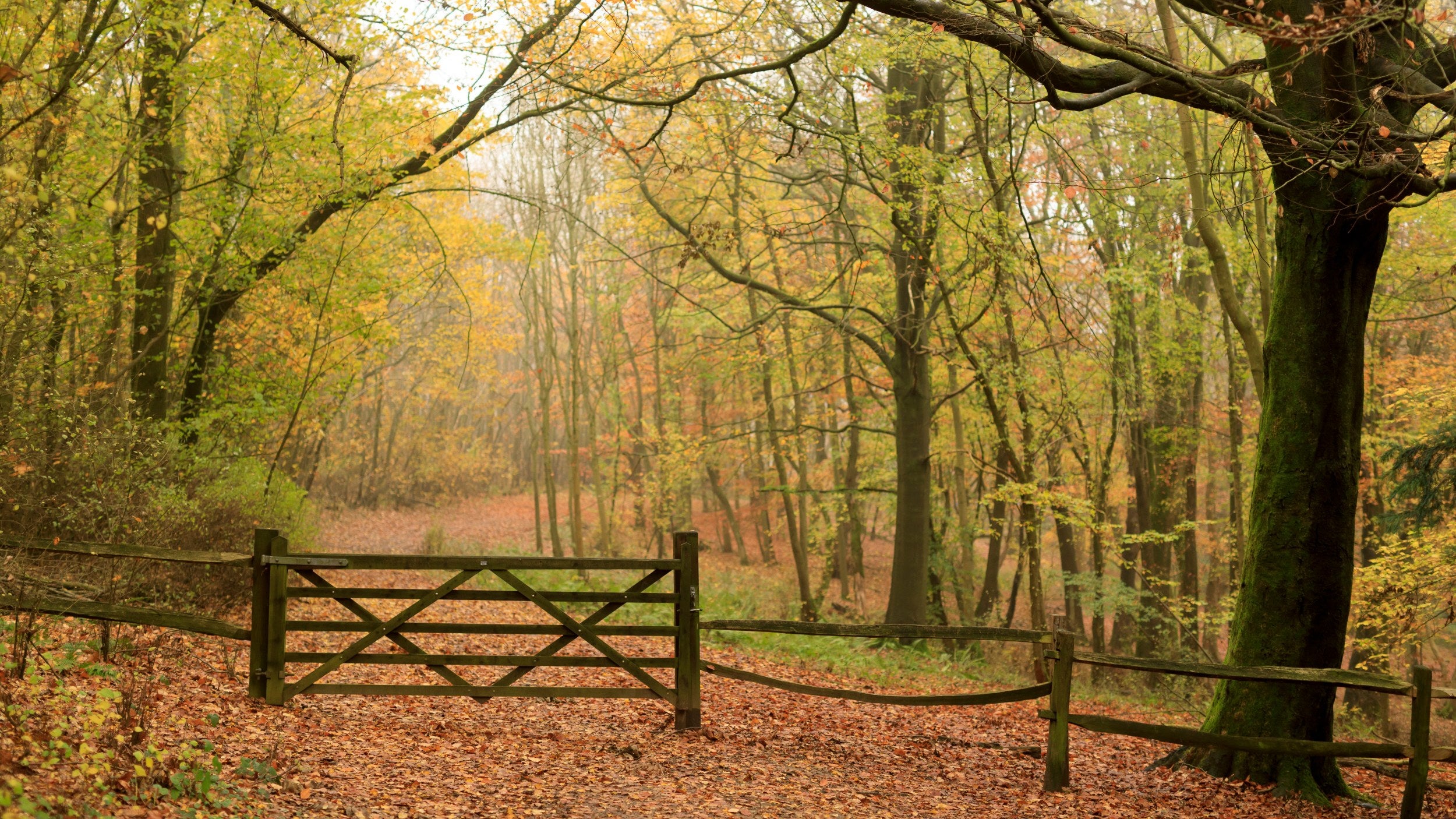 A gate onto a path through woodland covered in orange autumn leaves
