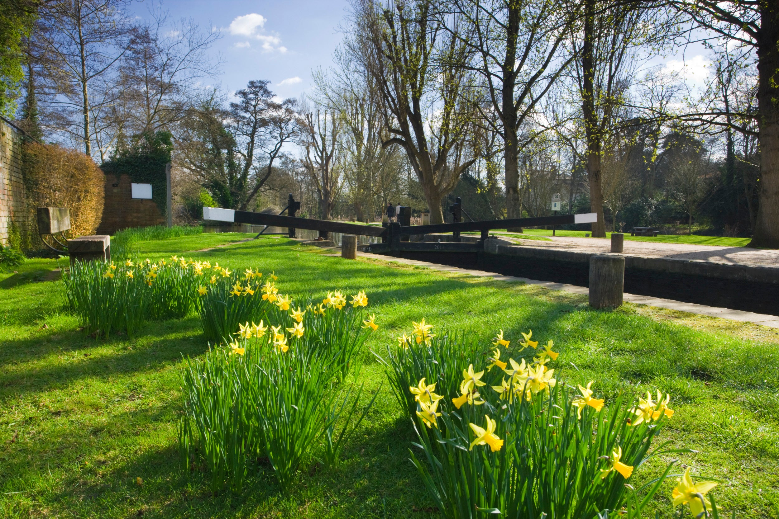 Daffodils, spring, surrey, millmead lock, River Wey, Godalming, Dapdune Wharf, National Trust,