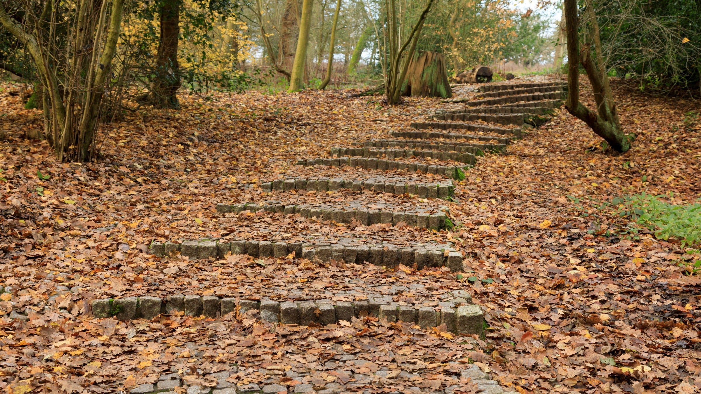 Cobbled steps, surrounded by fallen brown and gold autumnal leaves, leading up a hill through woodlands.