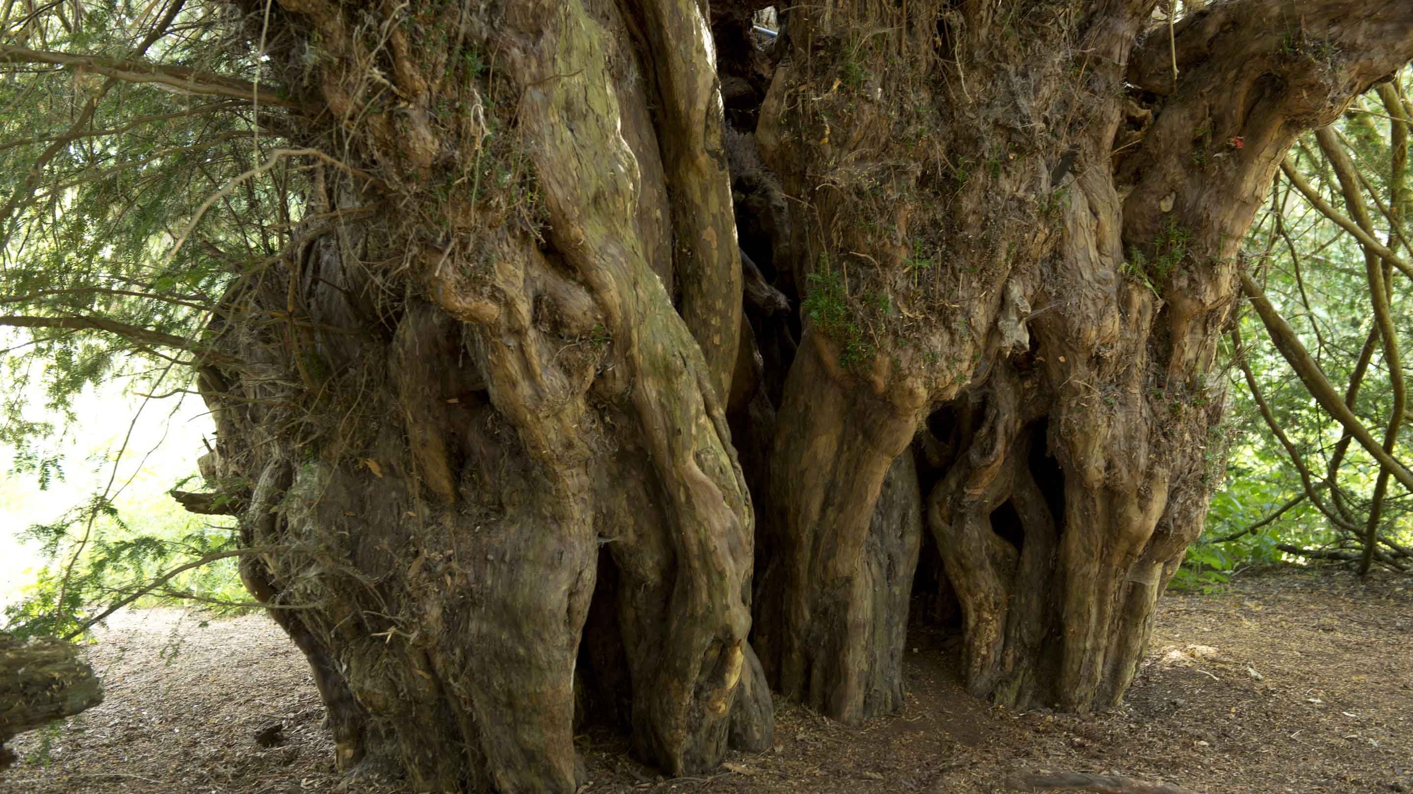 With a very wide, gnarled, hollow trunk, this tree, the Ankerwycke Yew, is believed to be the National Trust's oldest tree at 2,000 or more years old. It may mark the possible location of the signing of the Magna Carta in 1215. And beneath this tree Henry VIII had liaisons with Anne Boleyn.